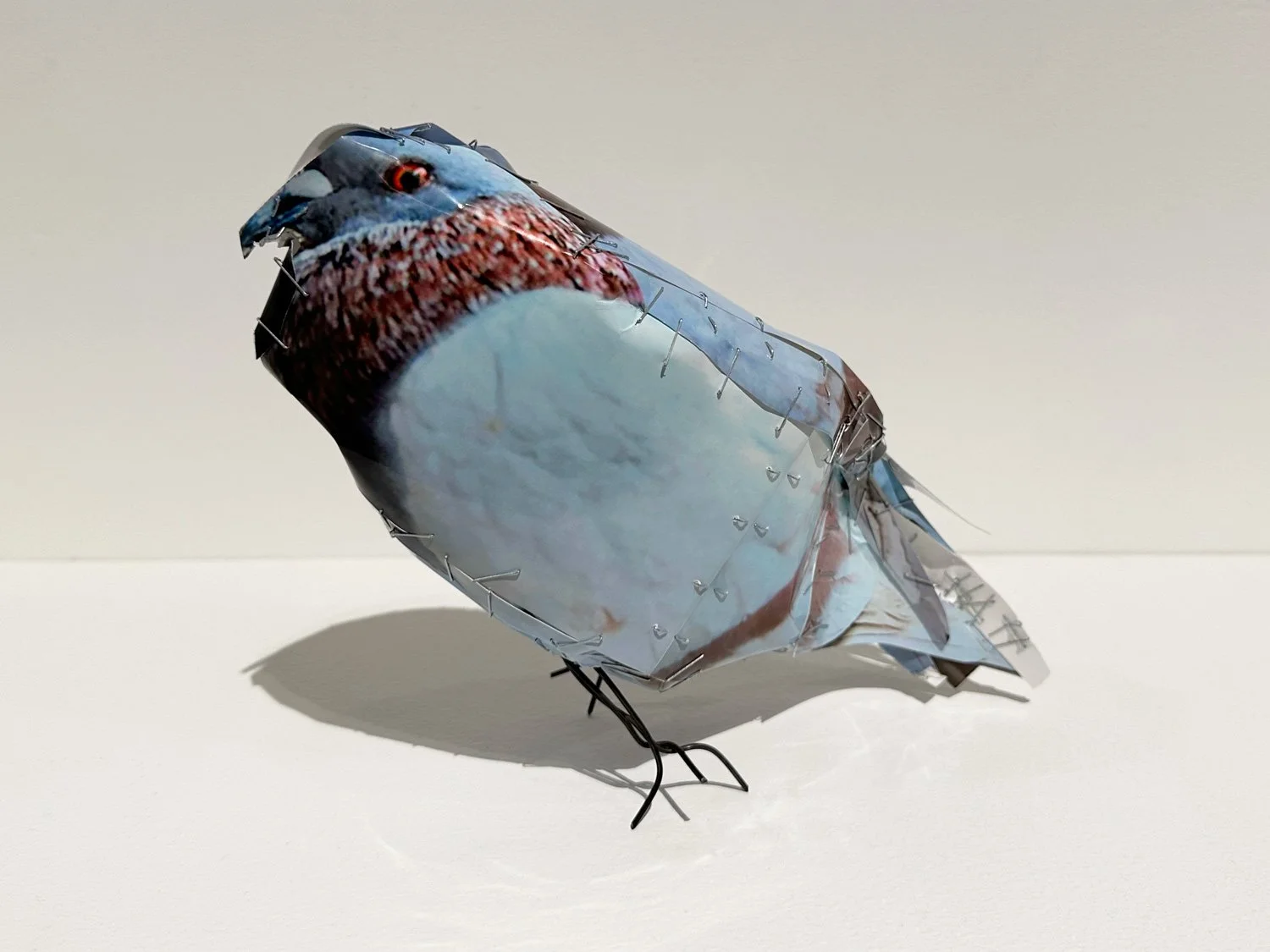 hatt_pigeon_no10_2.jpg