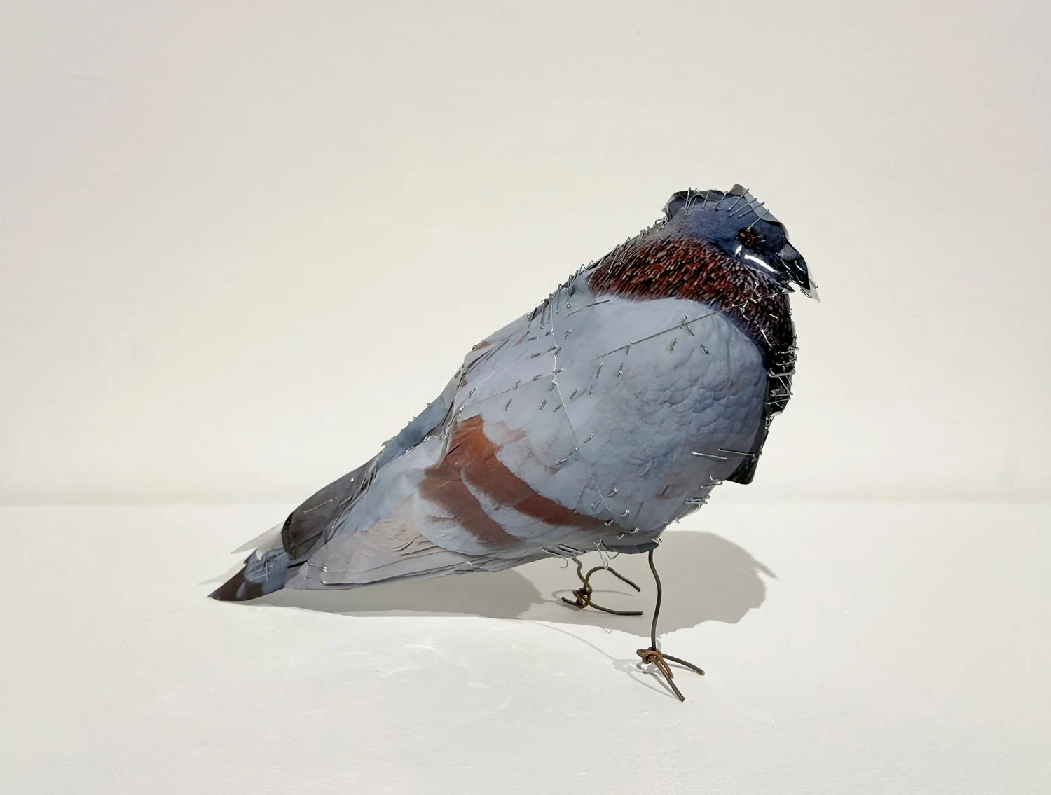 hatt_pigeon-6_1.jpg