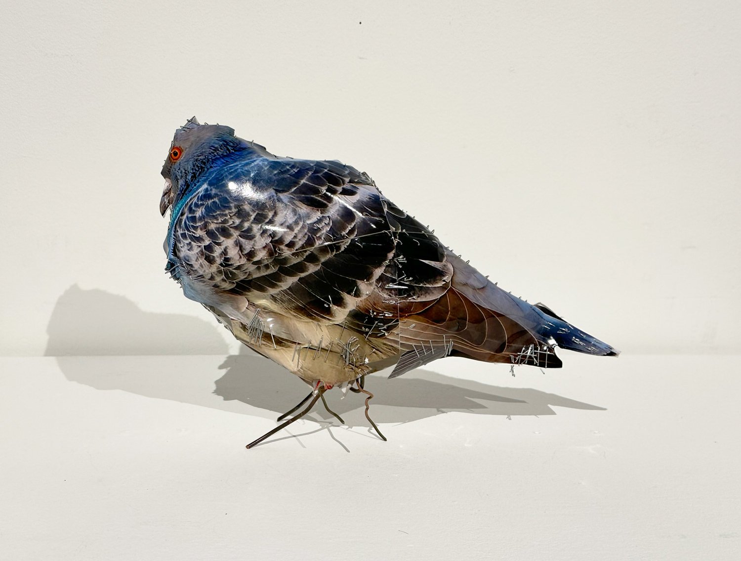 hatt_pigeon-5_2.jpg