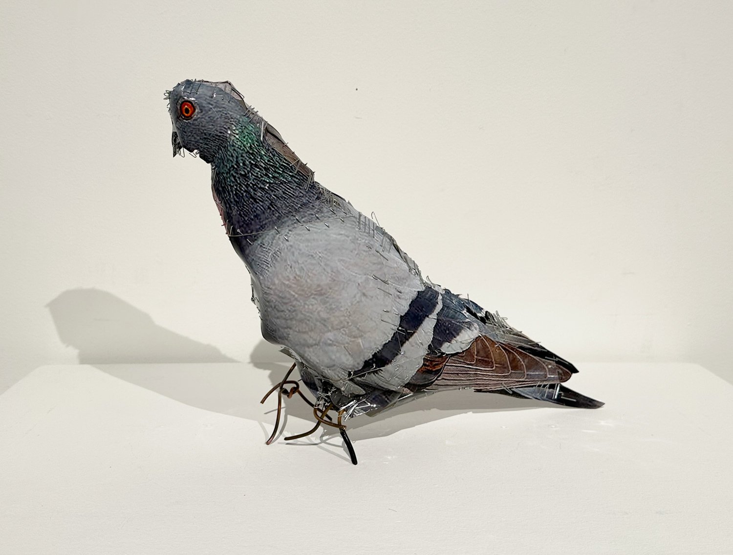 hatt_pigeon-1_2.jpg
