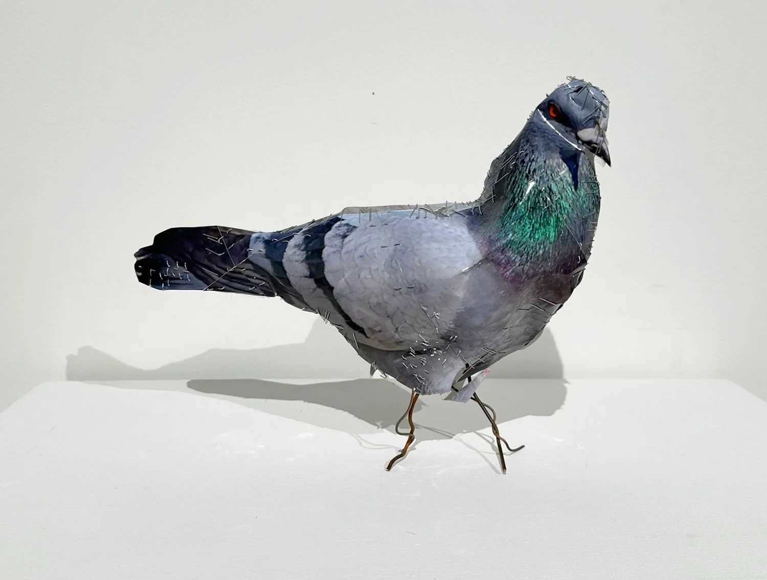 hatt_pigeon-2_1.jpg