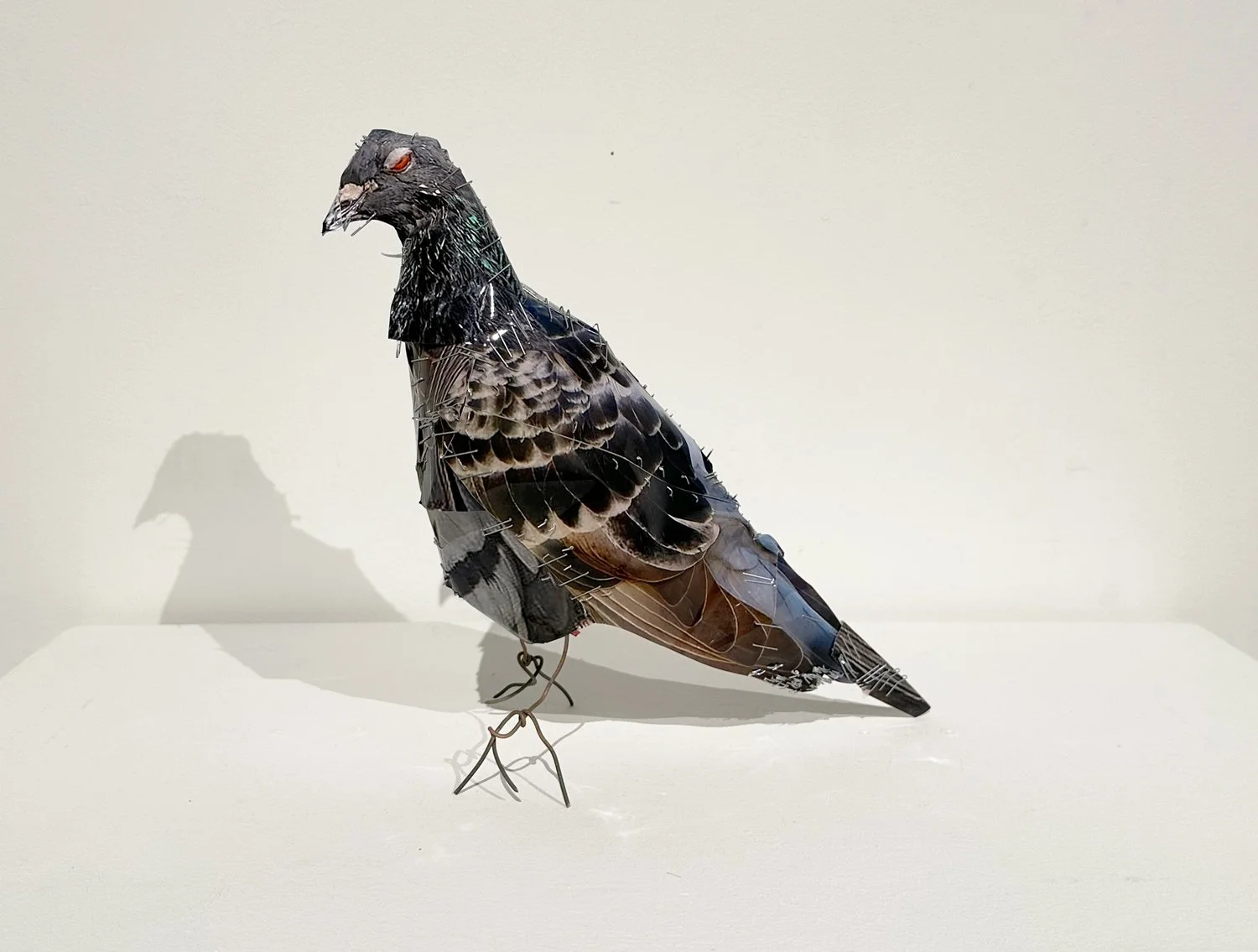 hatt_pigeon-3_2.jpg
