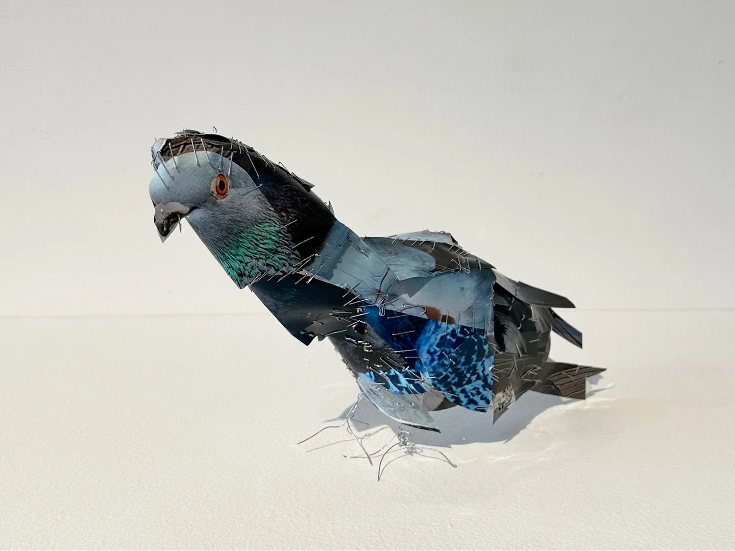 hatt_pigeon-13_2.jpg