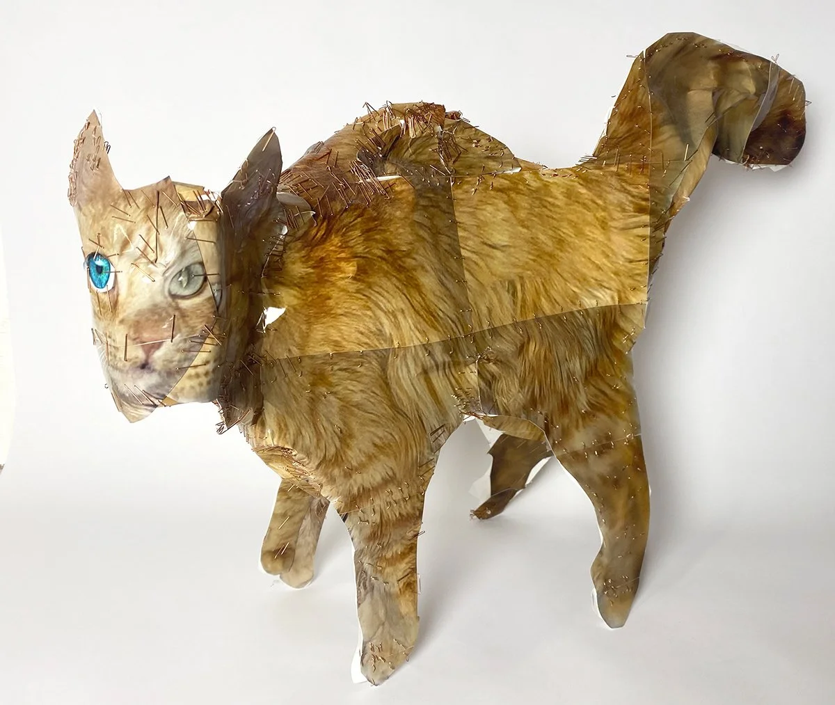 Hatt_Orange-Cat_2026.jpg