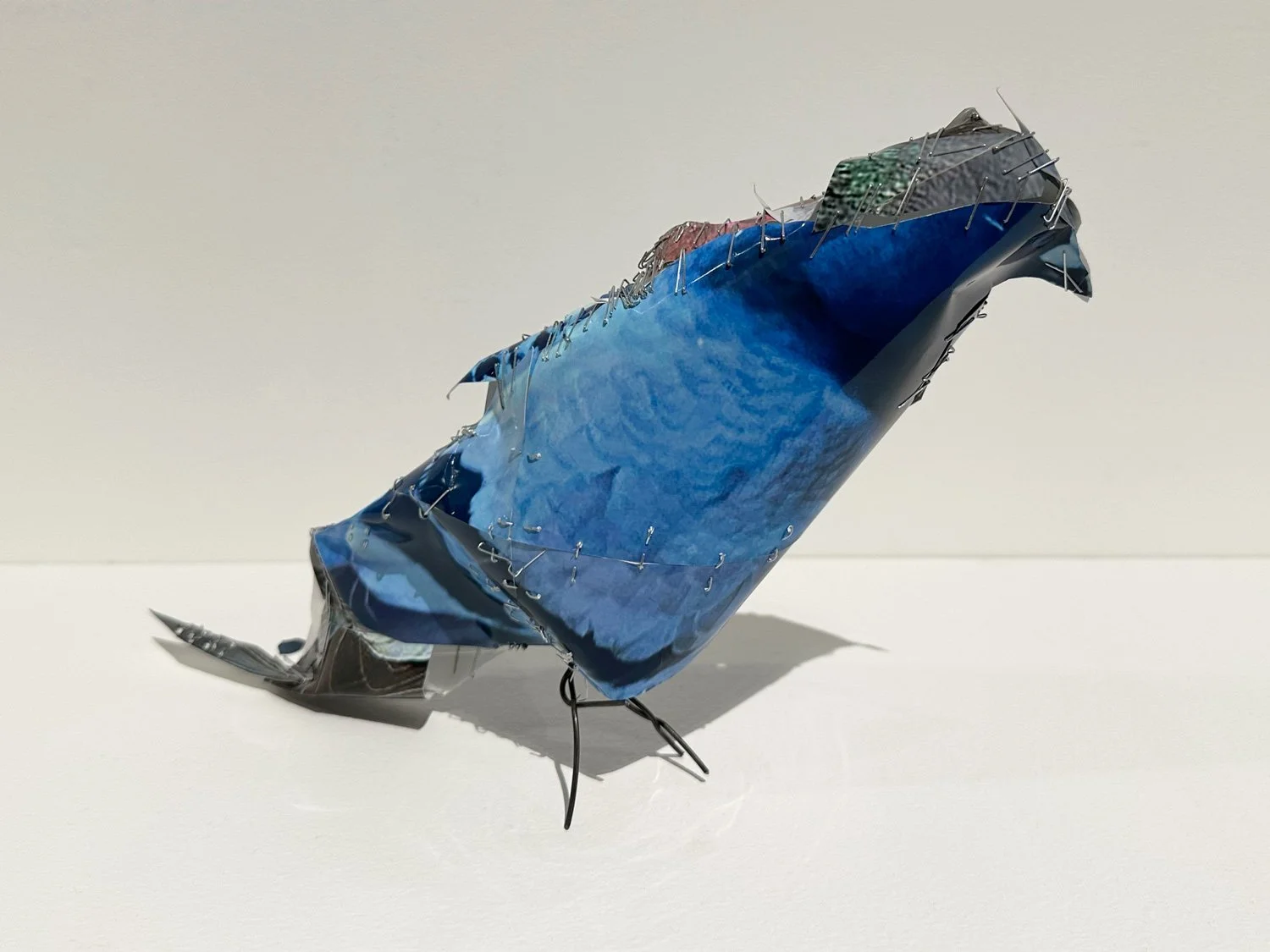 hatt_pigeon_no9_1.jpg