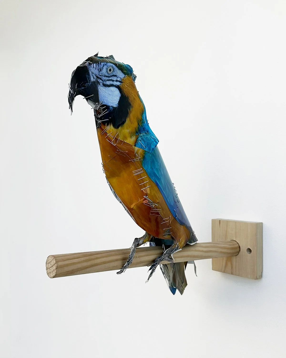 hatt_PARROT_2026_1.jpg