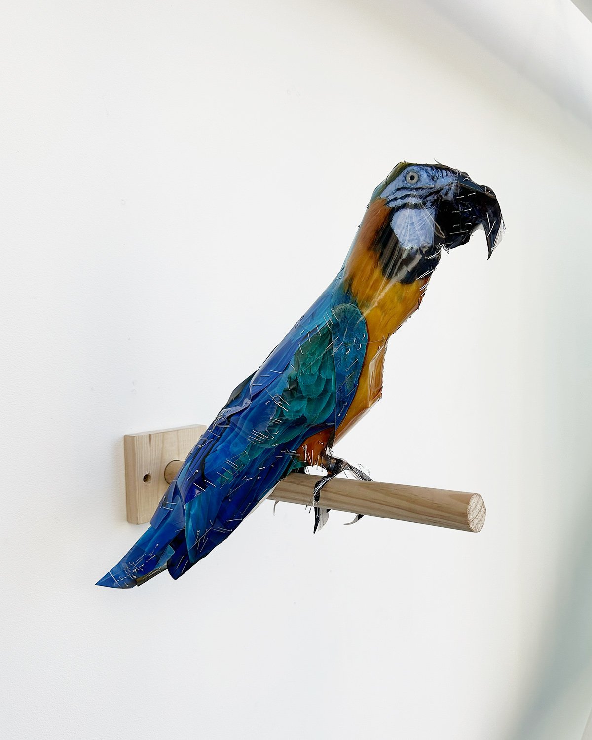 hatt_PARROT_2026_4.jpg