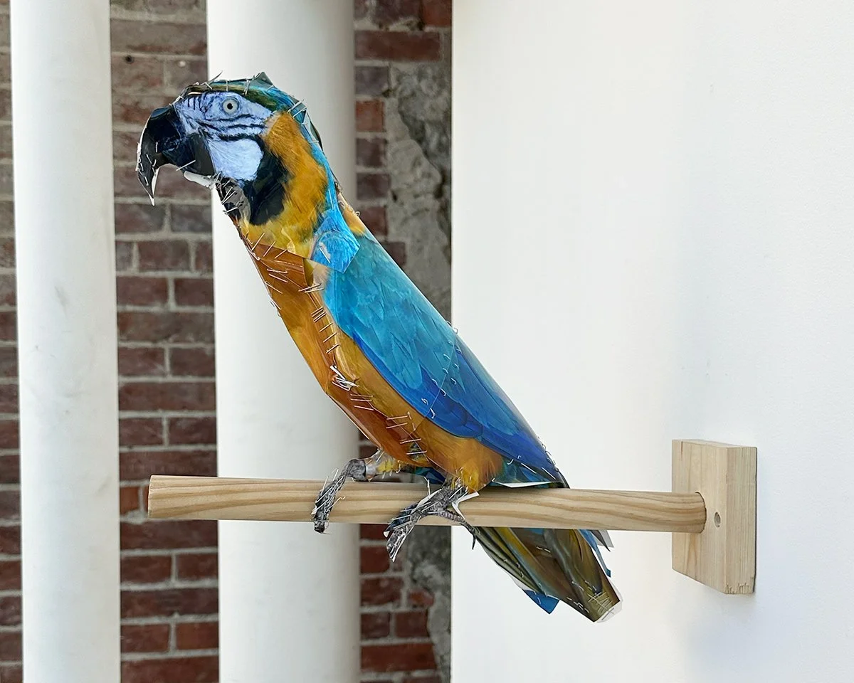 hatt_PARROT_2026_6.jpg