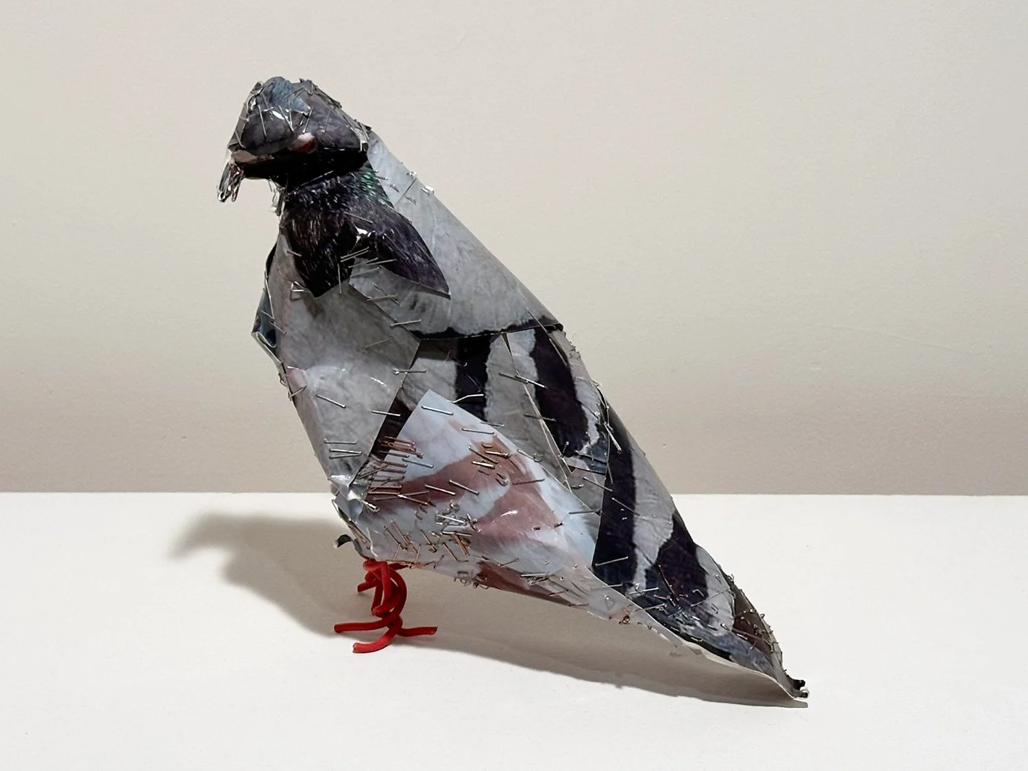 hatt_pigeon-22_2.jpg