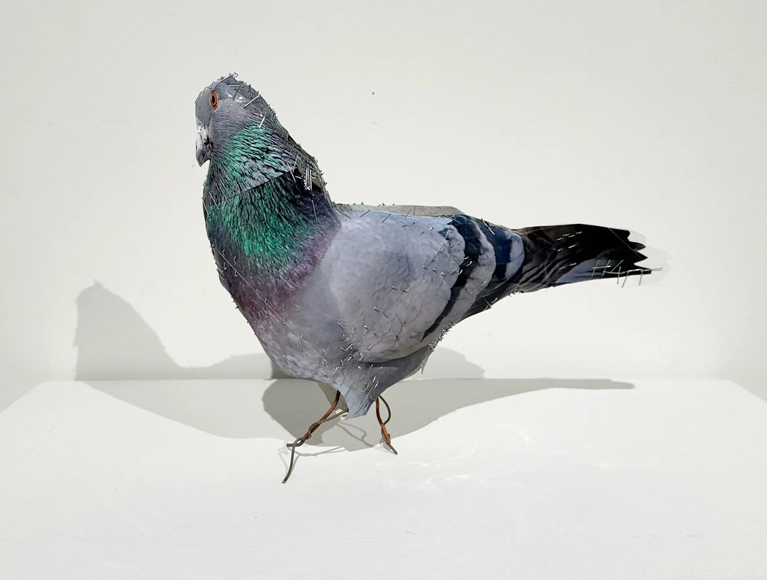 hatt_pigeon-2_2.jpg