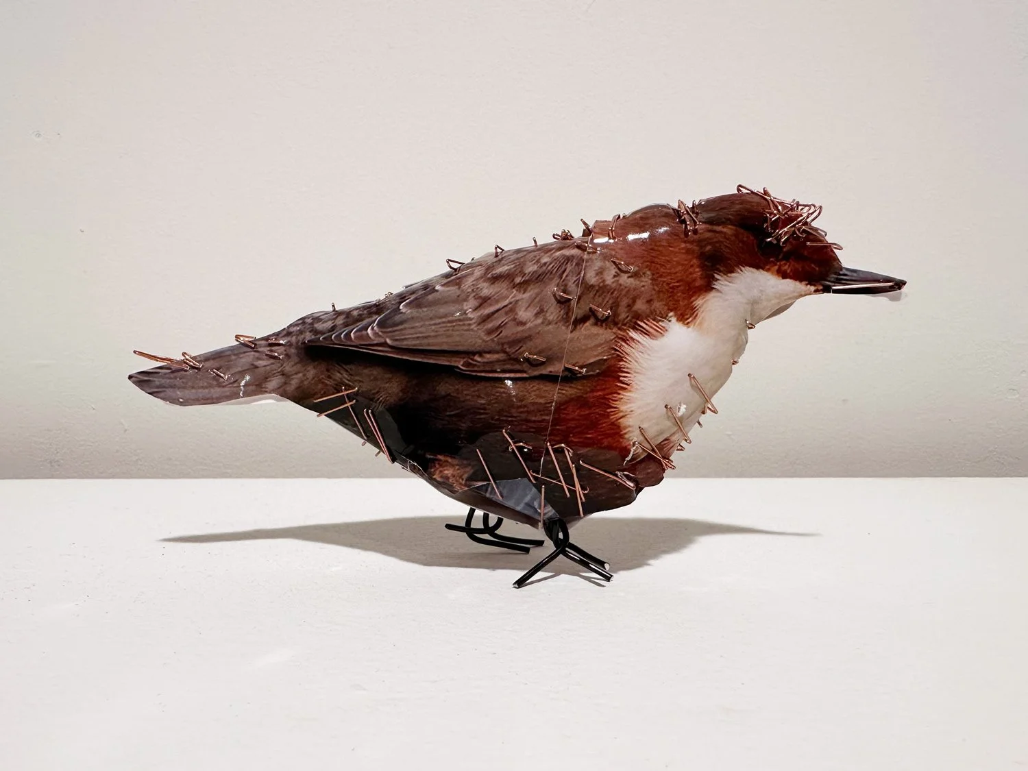 hatt_little-bird-1_1.jpg