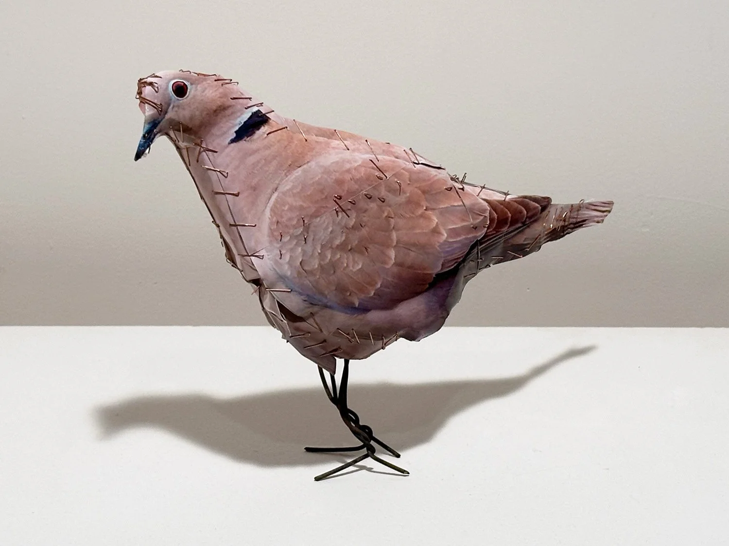 hatt_pigeon-25_2.jpg