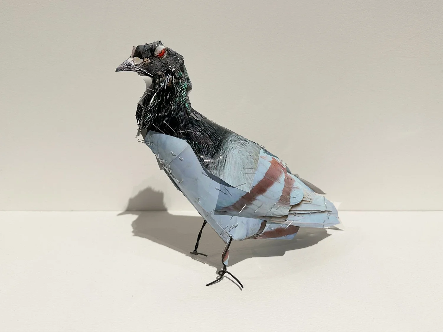 hatt_pigeon_no7_2.jpg