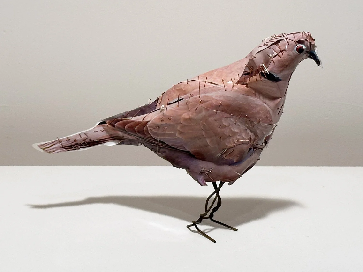hatt_pigeon-25_1.jpg