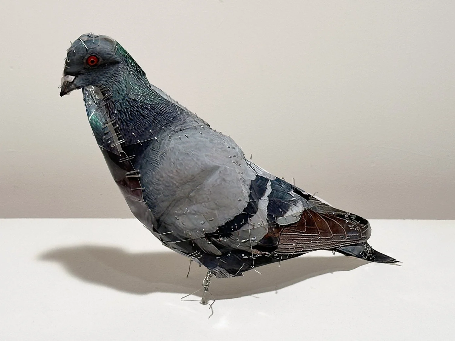 PIGEON 18, 2026