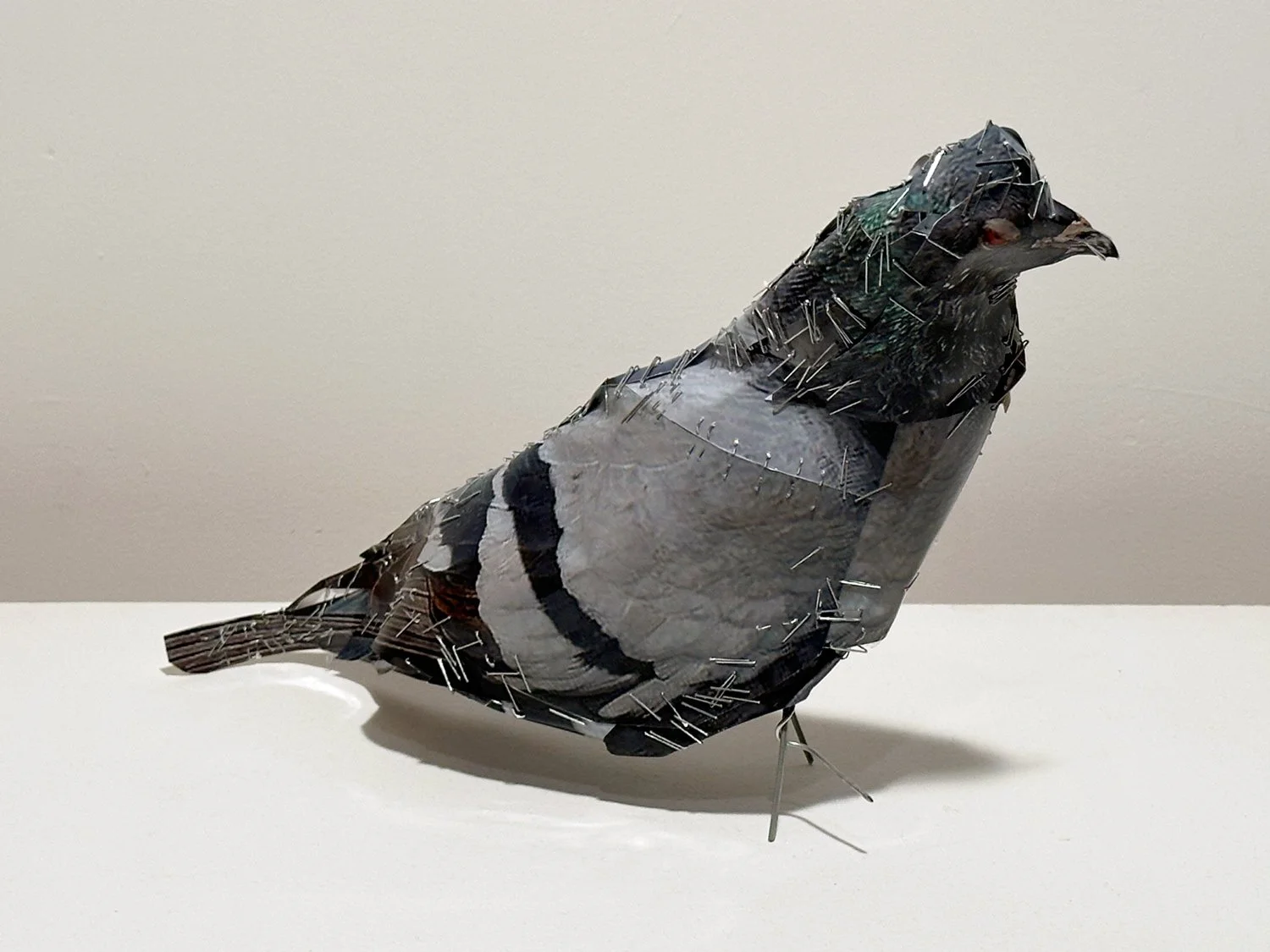 PIGEON 20, 2026