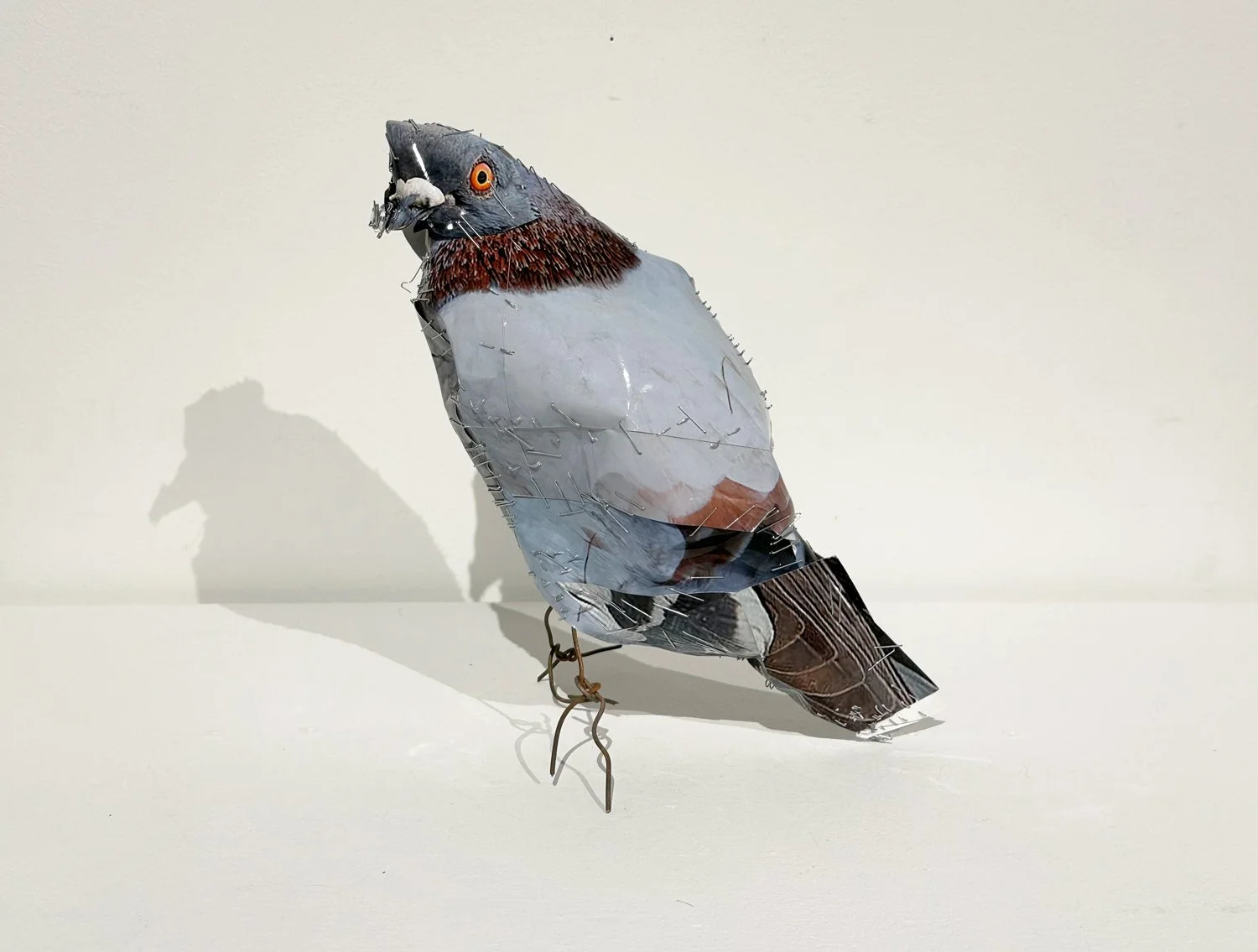 hatt_pigeon-4_2.jpg