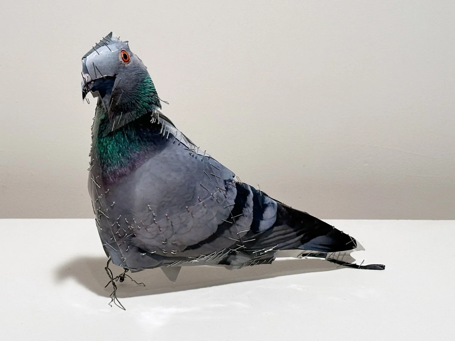 hatt_pigeon-#21_2.jpg