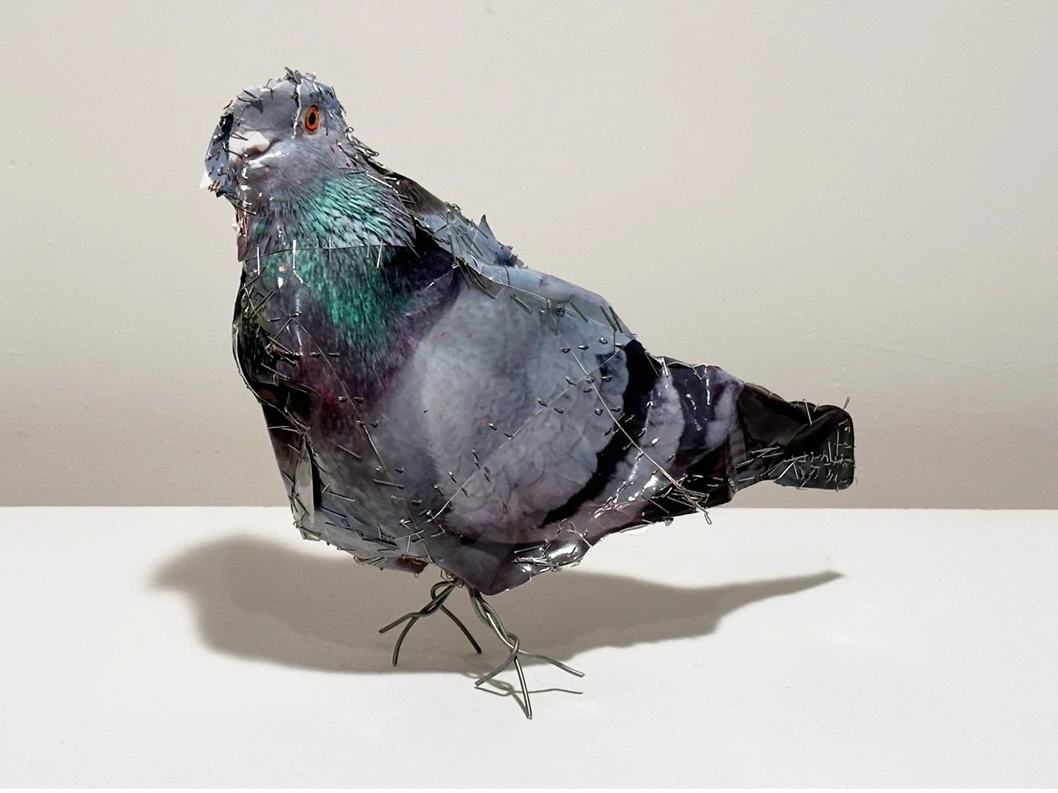 hatt_pigeon-14_2.jpg