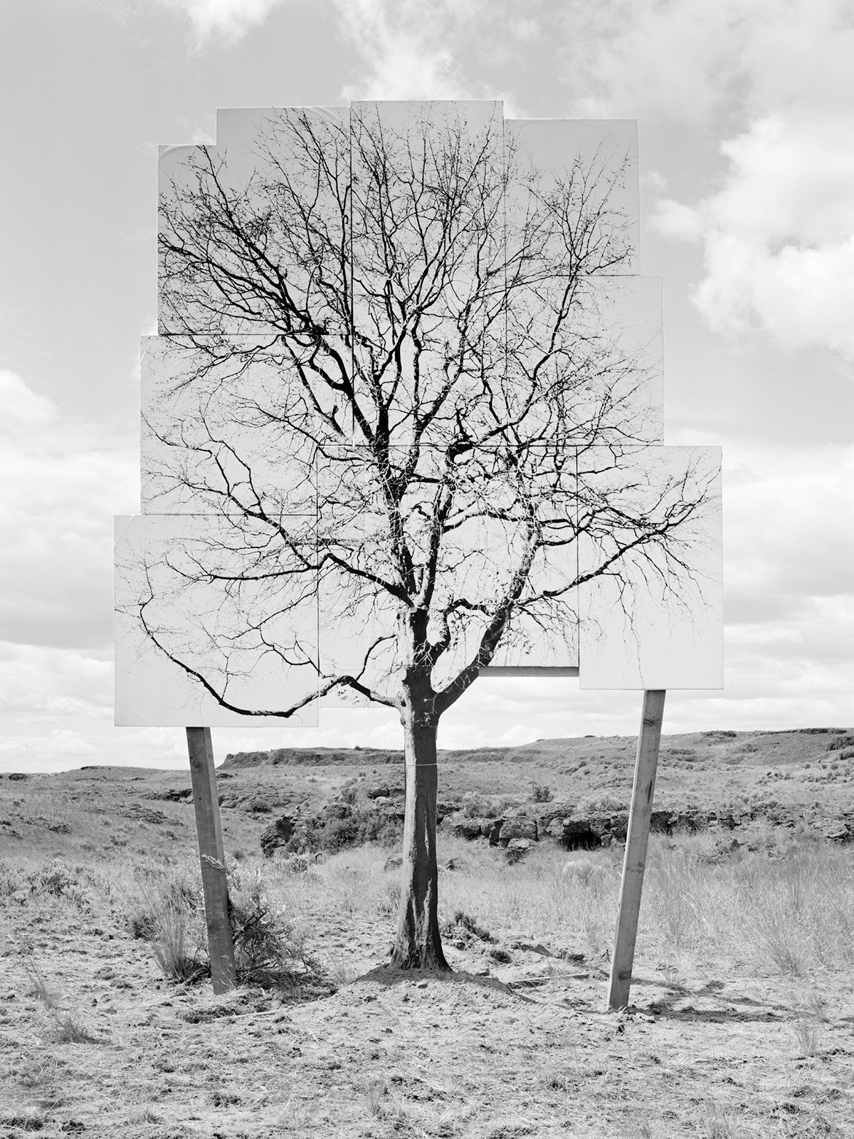 TRANSPLANT, 2005