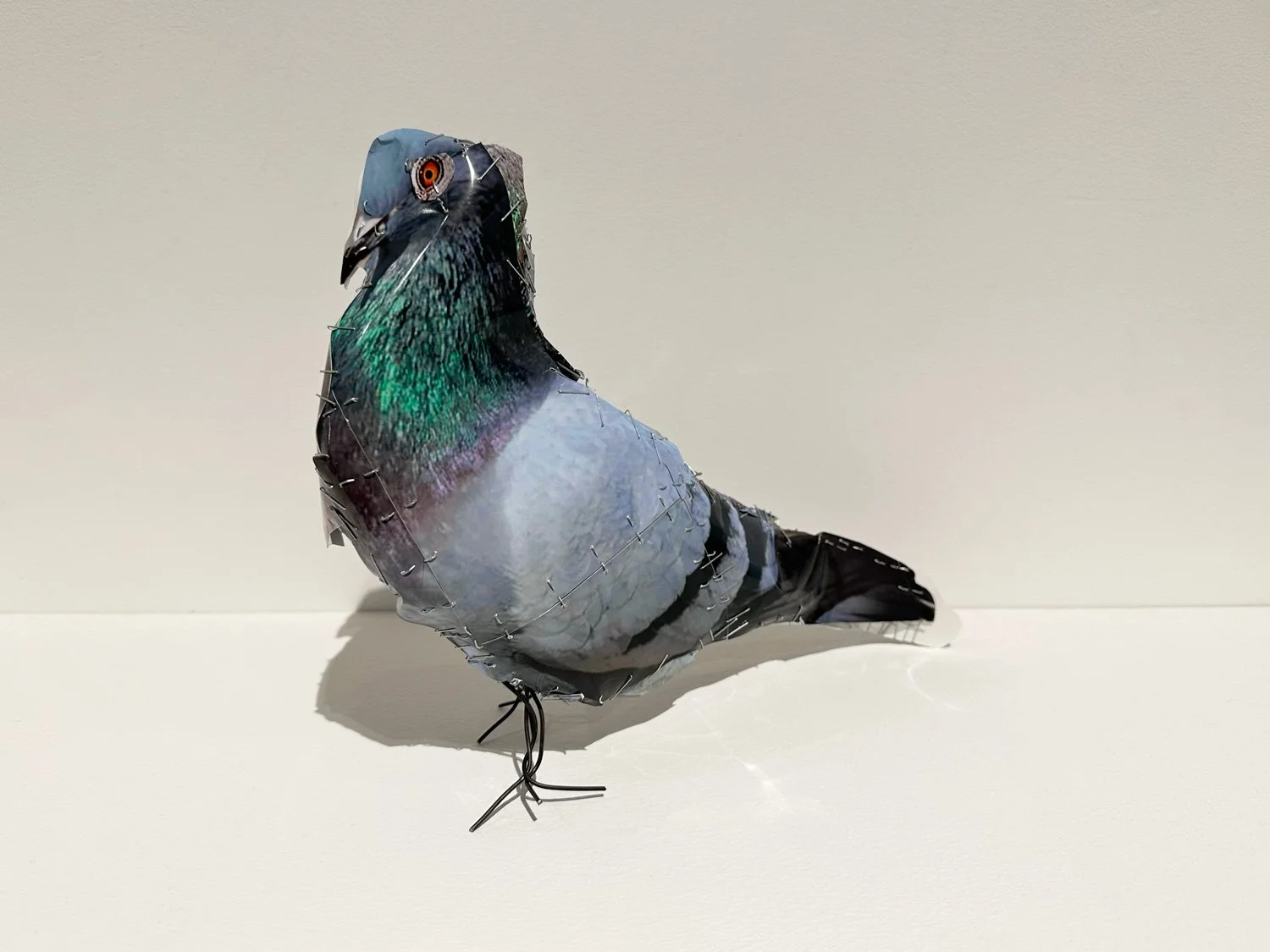 hatt_pigeon_no8_2.jpg