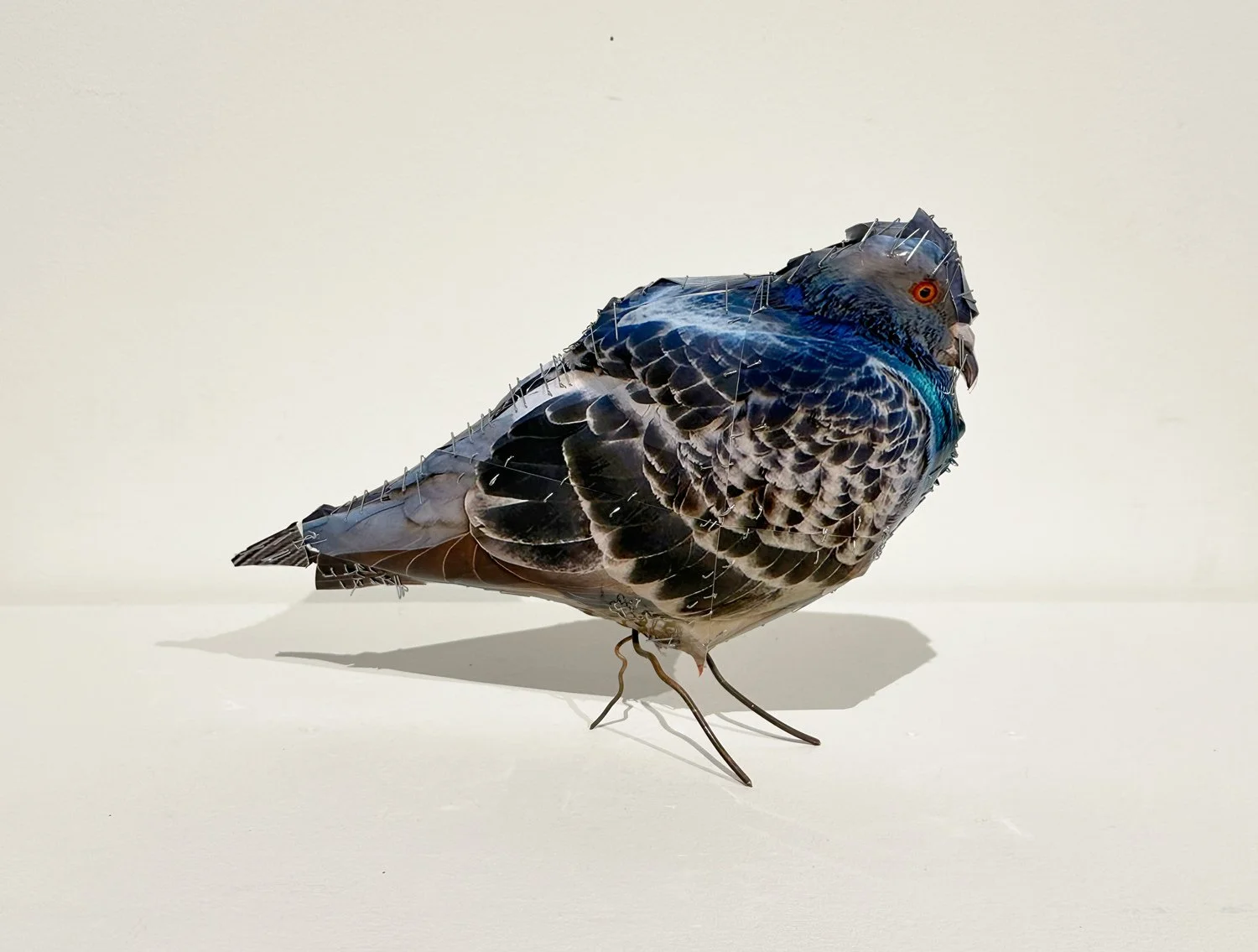 hatt_pigeon-5_1.jpg