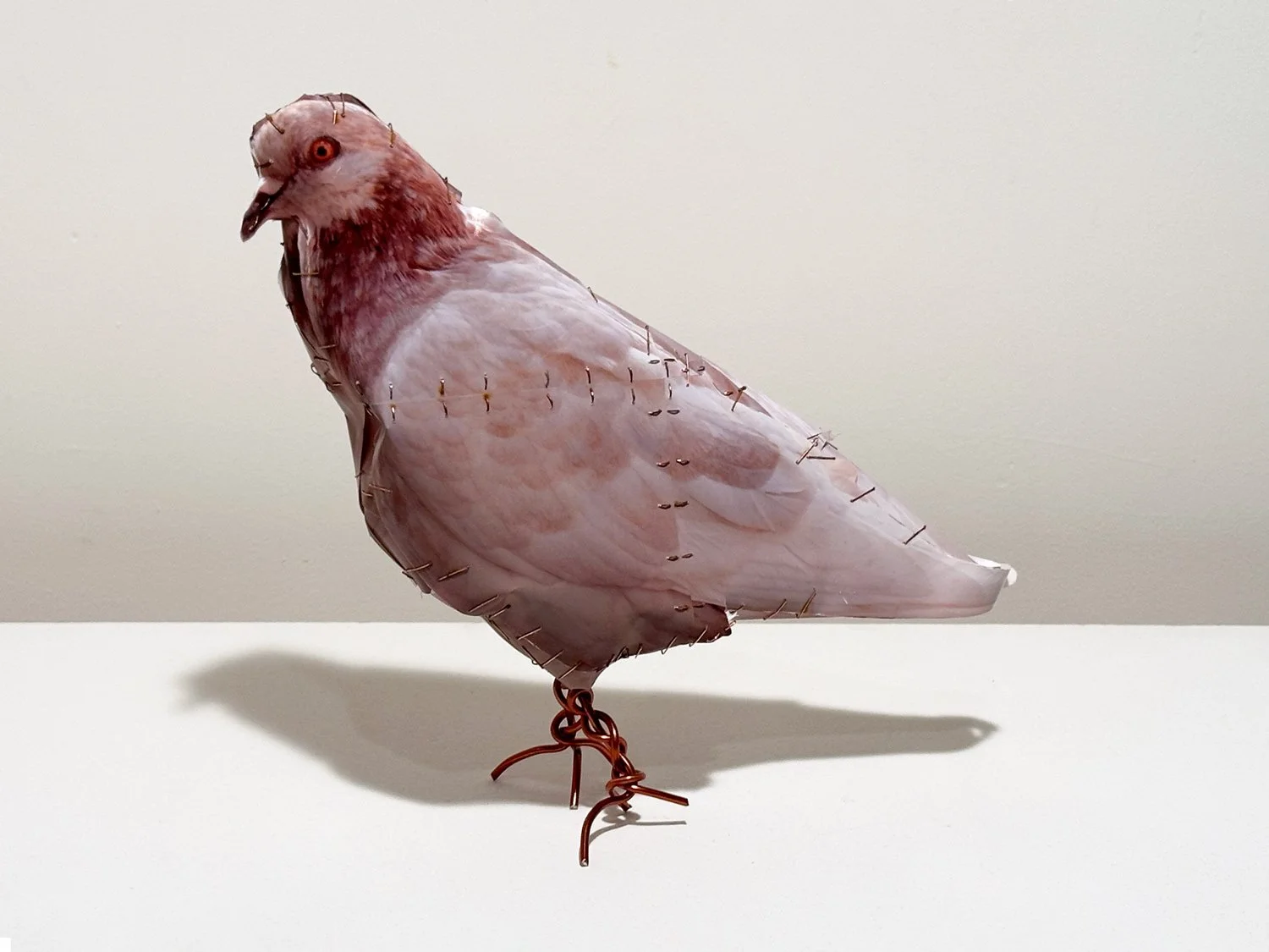 hatt_pigeon-24_2.jpg