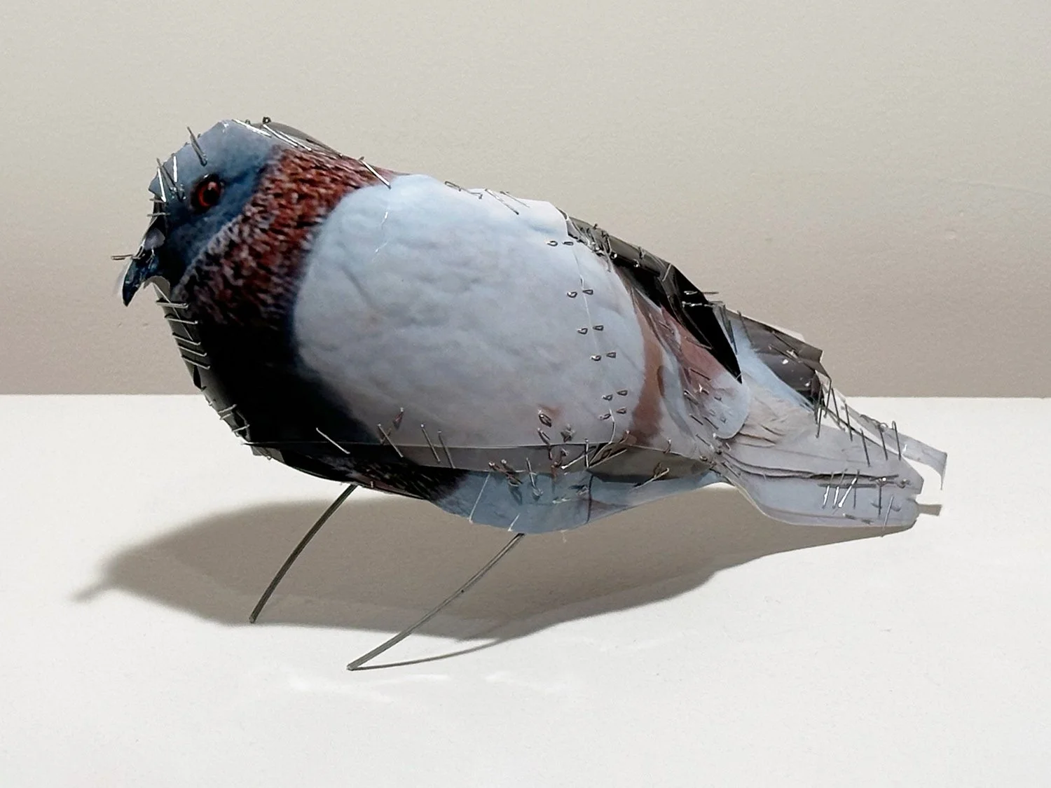 hatt_pigeon-19_2.jpg
