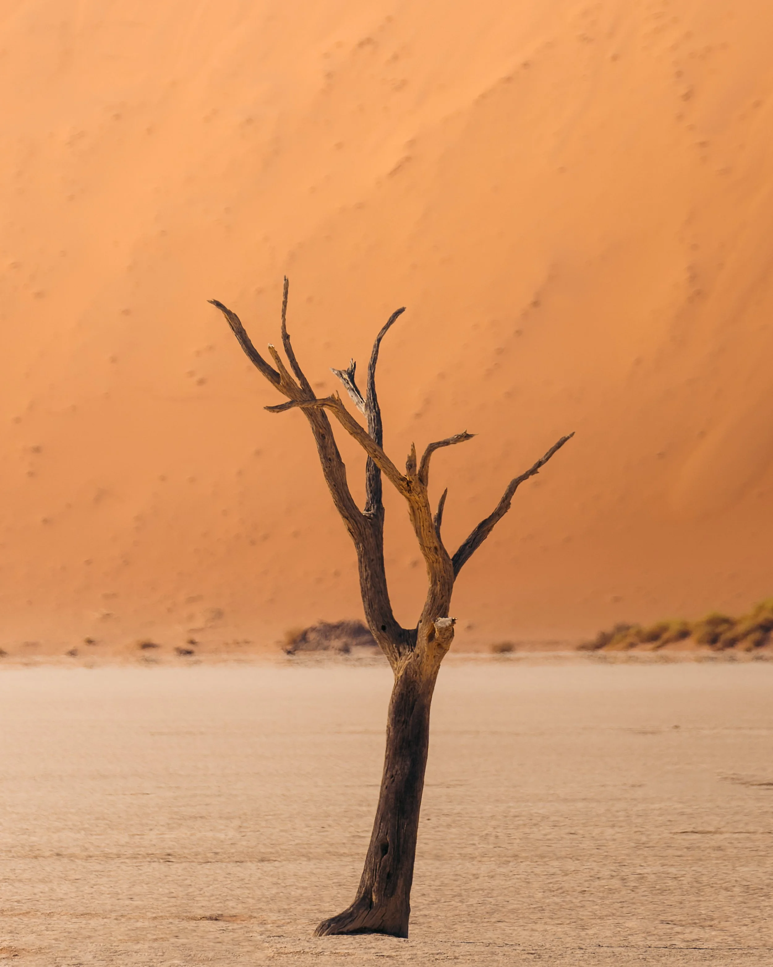 A lone, leafless, dead tree standing in a desert with sandy terrain and dunes in the background under an orange sky.