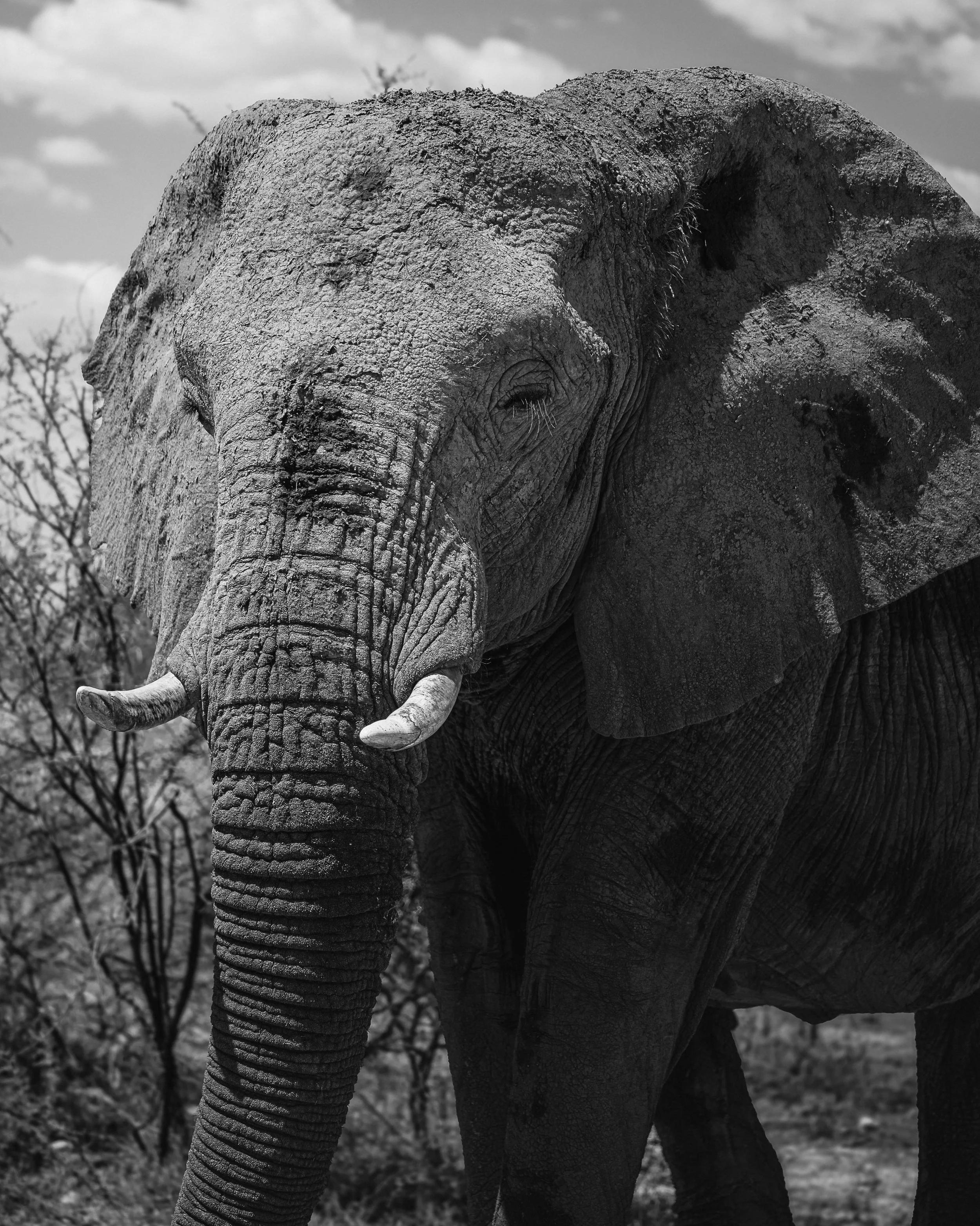 A black and white photo of an elephant standing outdoors, facing forward, with trees and clouds in the background.