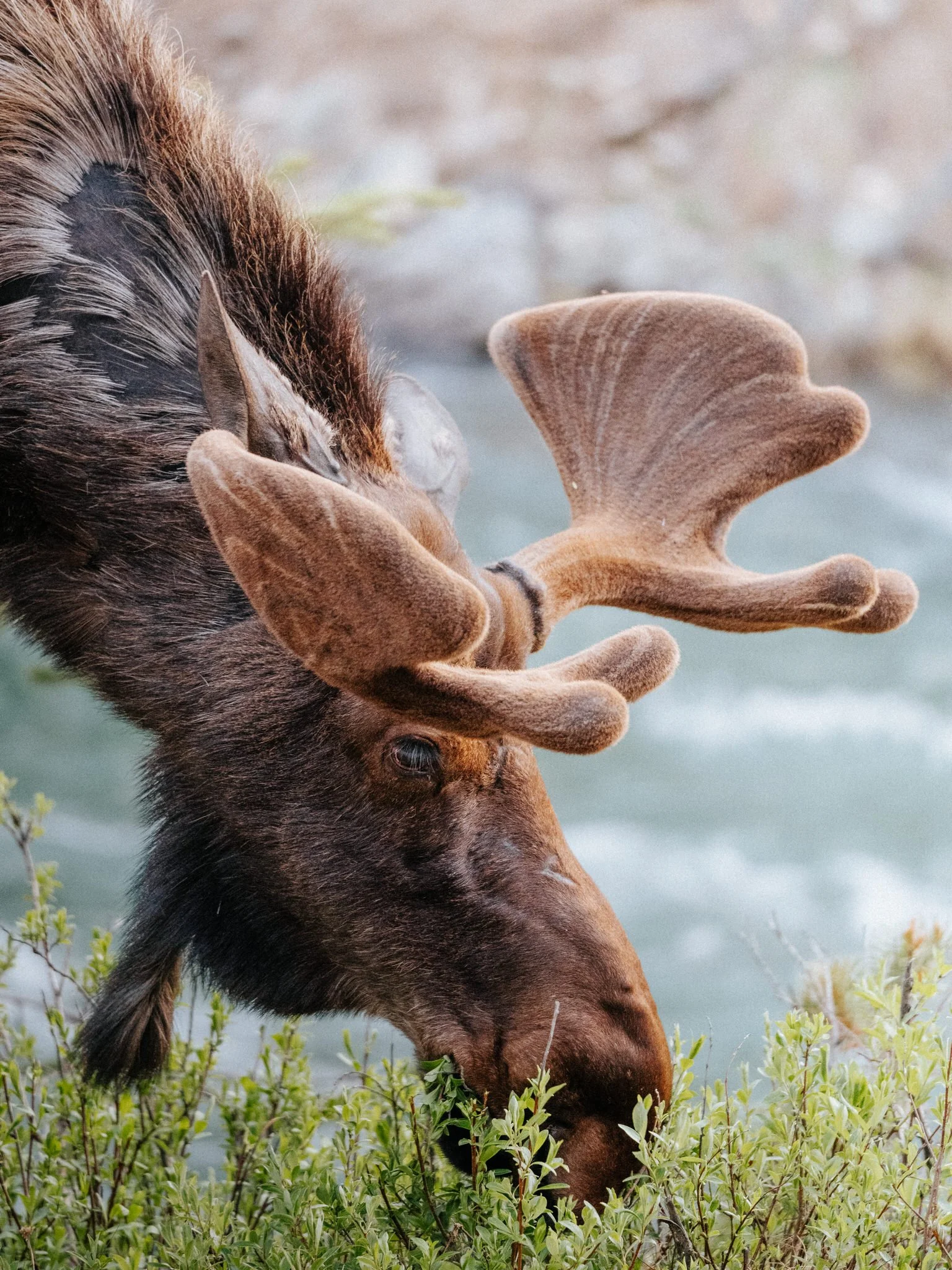 A moose grazing on green plants near a body of water.