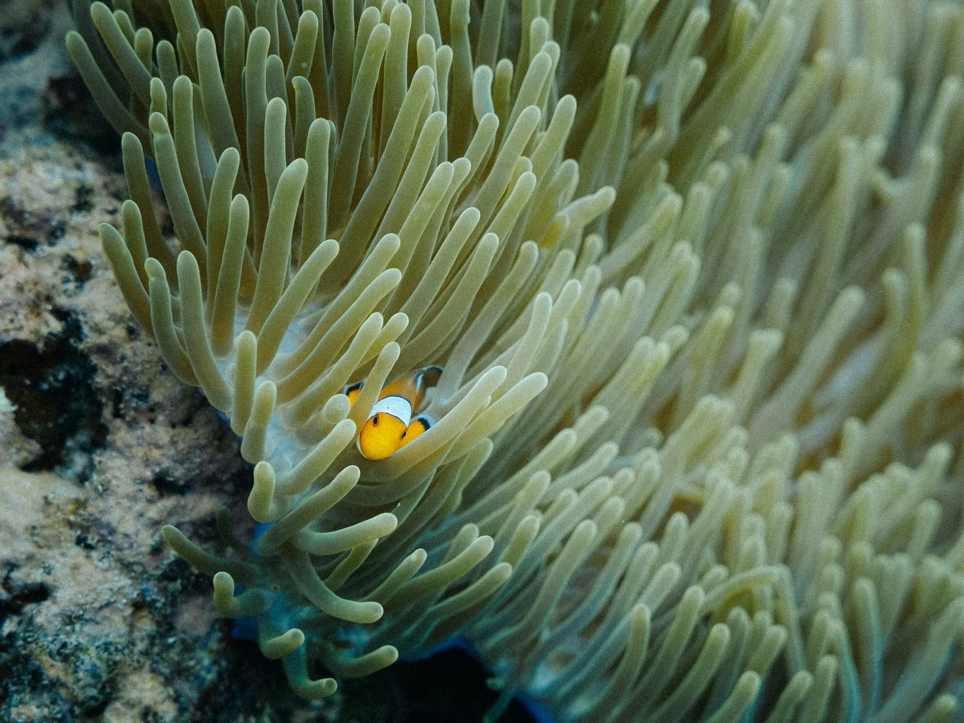 A clownfish hiding among the tentacles of an anemone underwater.