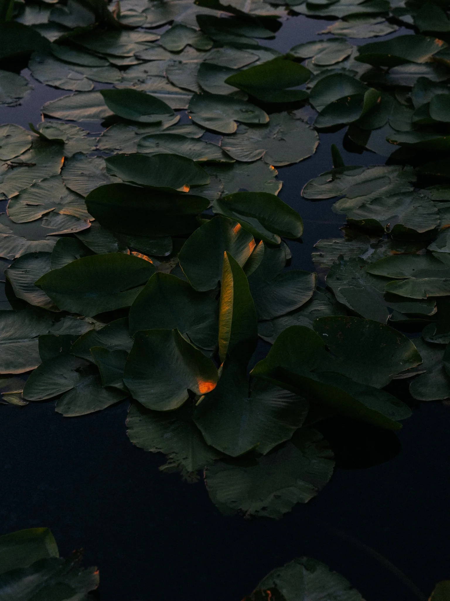 Dark water lily pads on a pond with faint reflections of the sky, some of the leaves have slight imperfections and small holes, with a gentle glow of light on a few of the leaves.