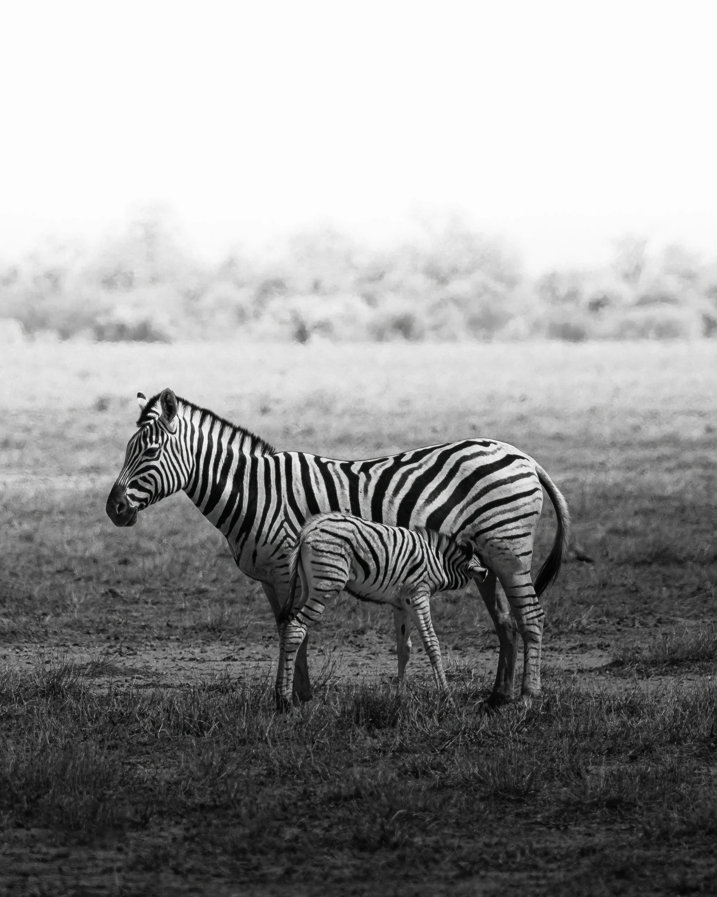Two zebras, an adult and a foal, standing on grass in a savannah, black and white photograph.