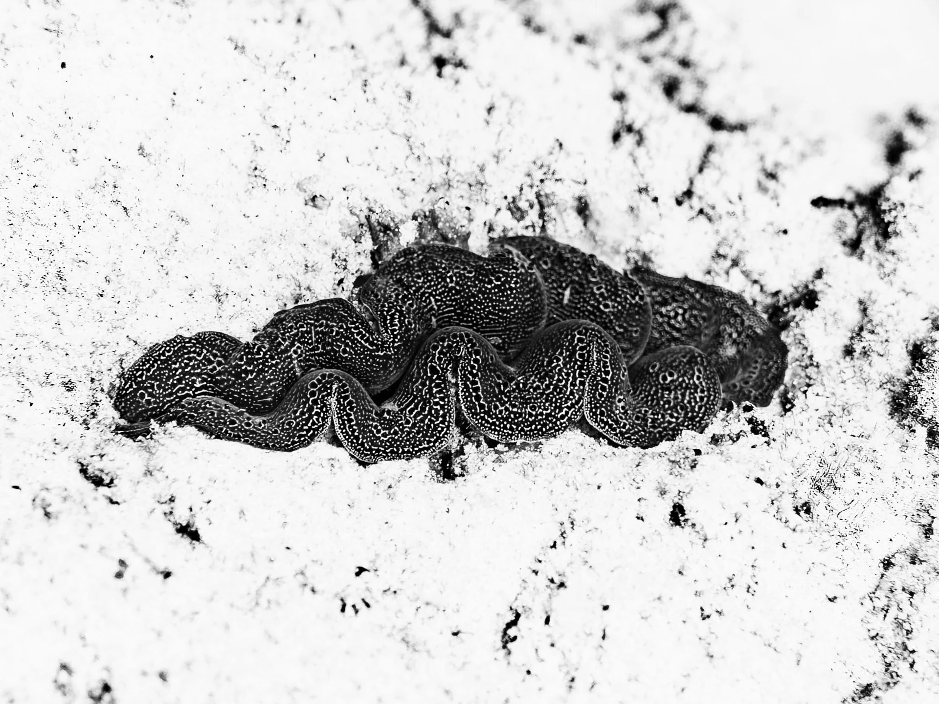 A black and white photo of a marine animal, possibly a type of octopus or squid, laying on sandy ground.