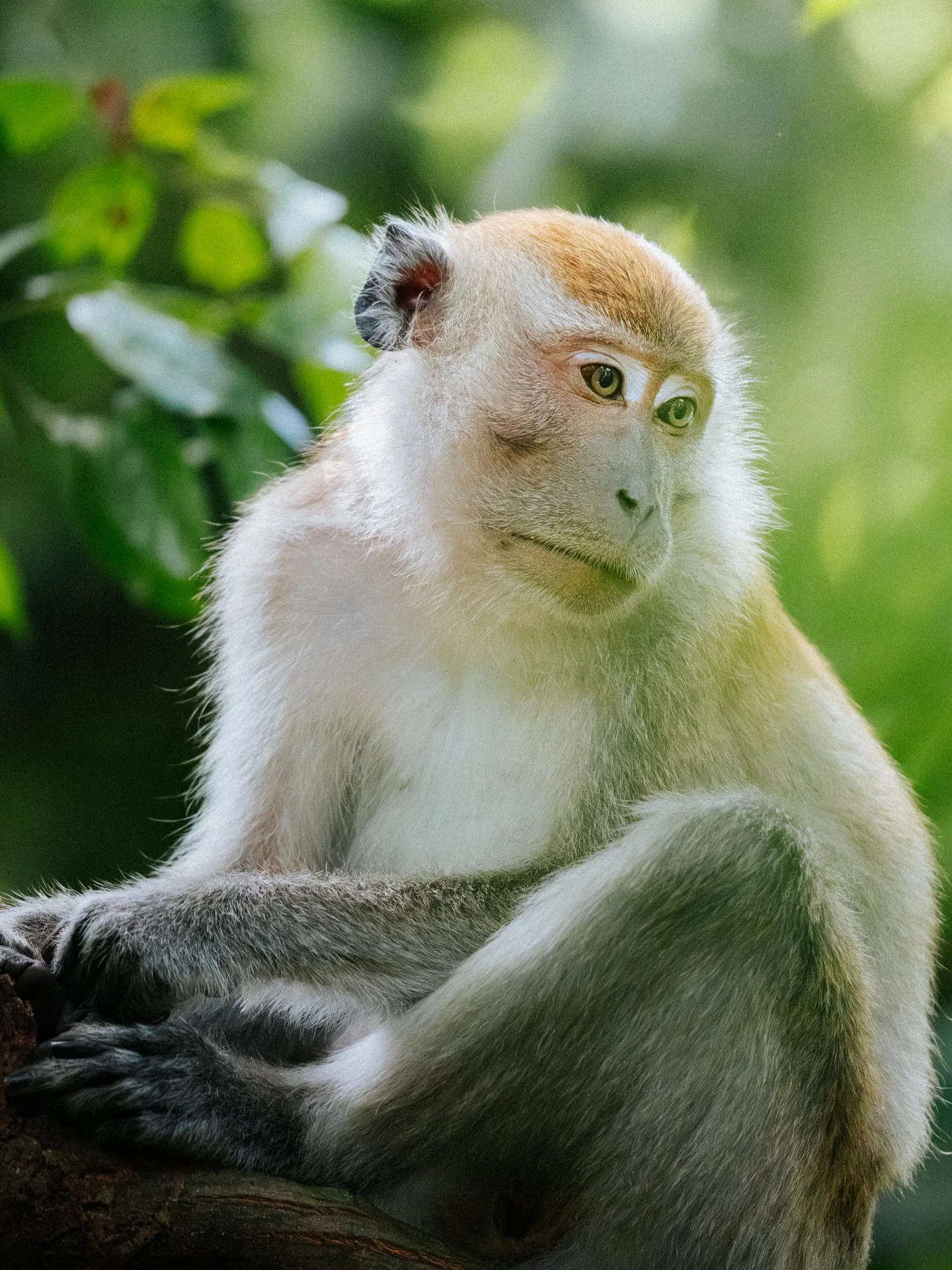A monkey sitting on a tree branch with green foliage in the background.