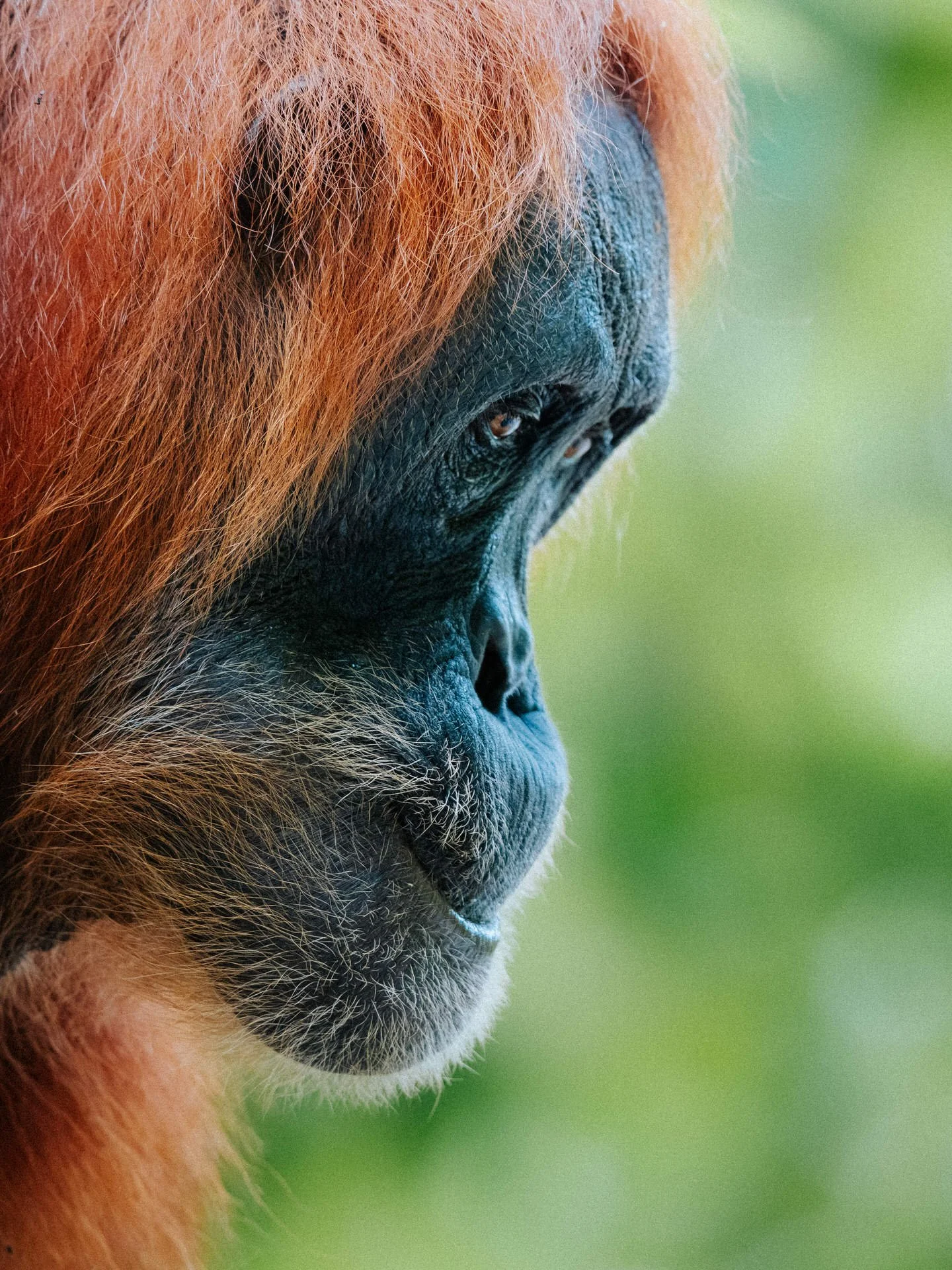 Close-up of a primate, showing the side of its face with brown fur, dark skin, and expressive eyes, against a blurred green background.