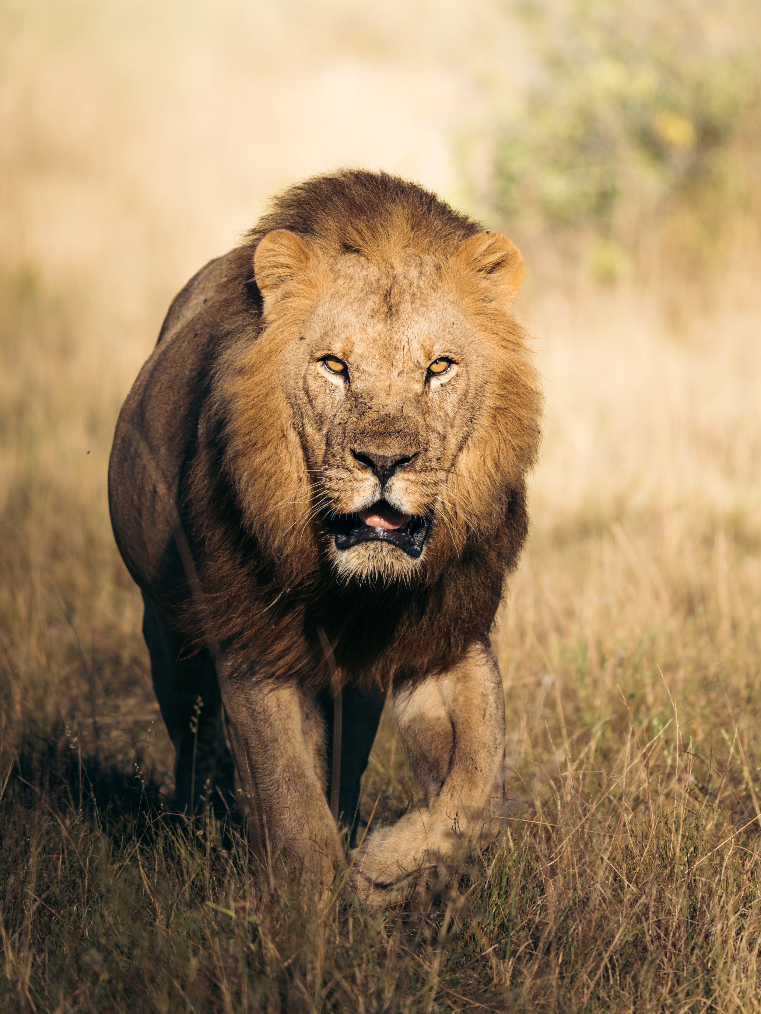 A lion walking through a grassy plain in daylight.