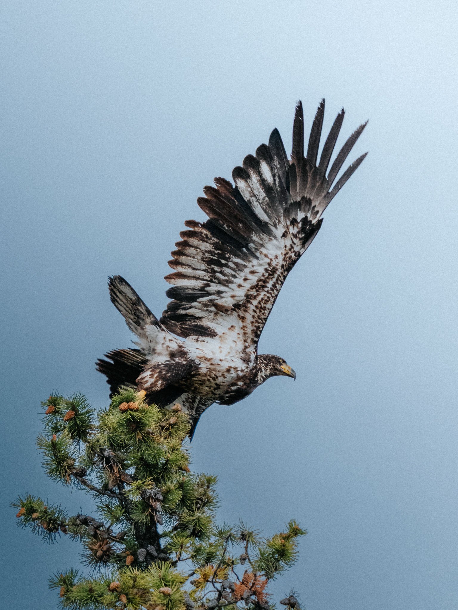 A bird of prey, likely a hawk, flying or perched in a tall pine tree against a clear blue sky.