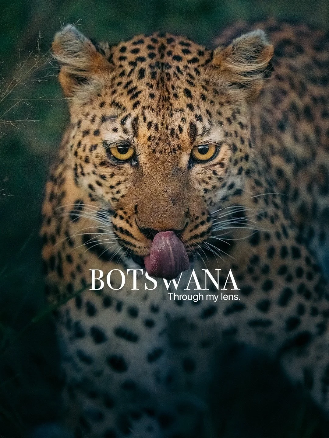 Botswana, through my lens 🇧🇼

Some places you visit. Others you feel.

Out here, time slows down. You start to notice everything the sound of the wind through the grass, the distant call of wildlife, the stillness that surrounds you before somethin