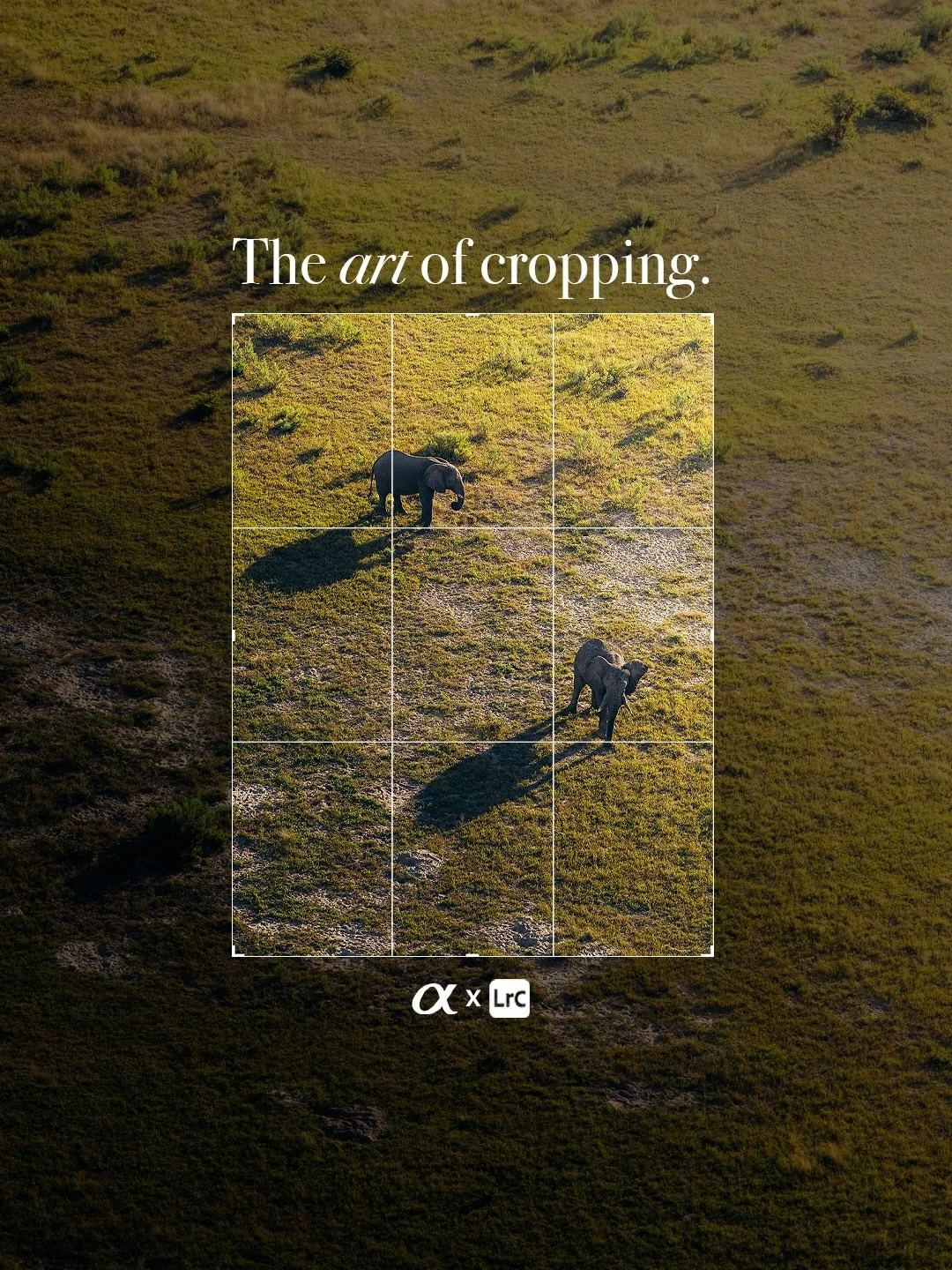 The art of cropping ✂️

Cropping is one of the most important steps in photography-it&rsquo;s where a good frame becomes a strong one. Taking the photo is only part of the process; refining it is what gives it impact.

By cropping, you remove distrac