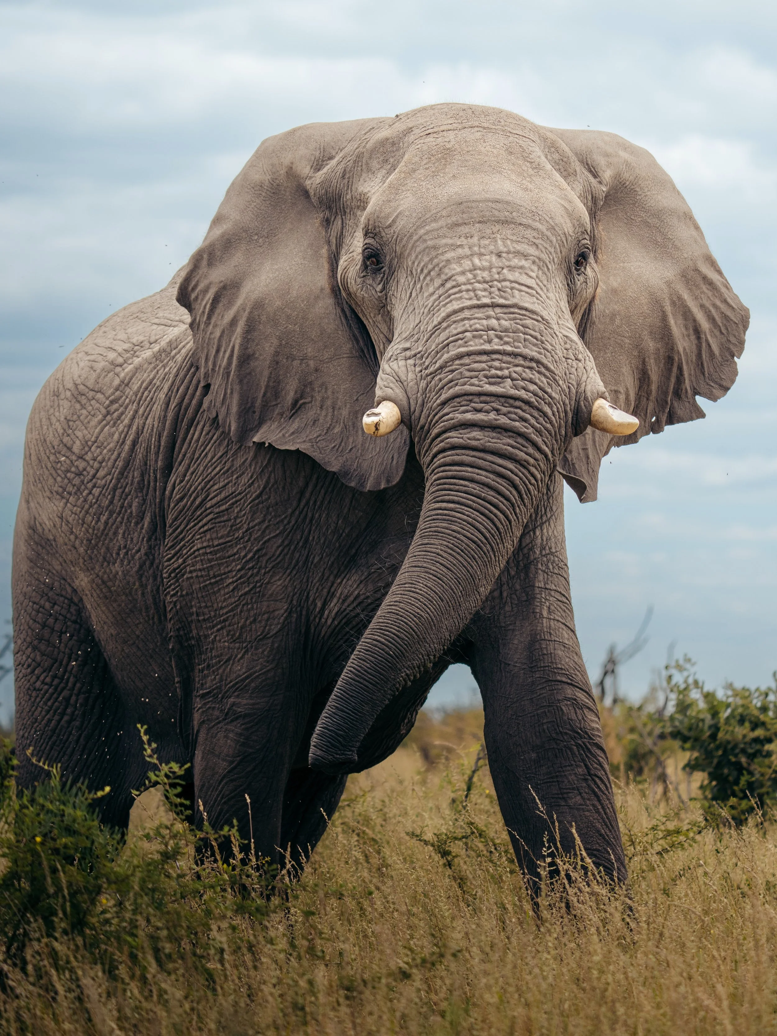 Botswana is home to the largest elephant population on Earth, with over 130,000 elephants roaming its wild landscapes. 🐘

Watching these gentle giants move across the plains is a reminder of just how important wild spaces still are. From family bond