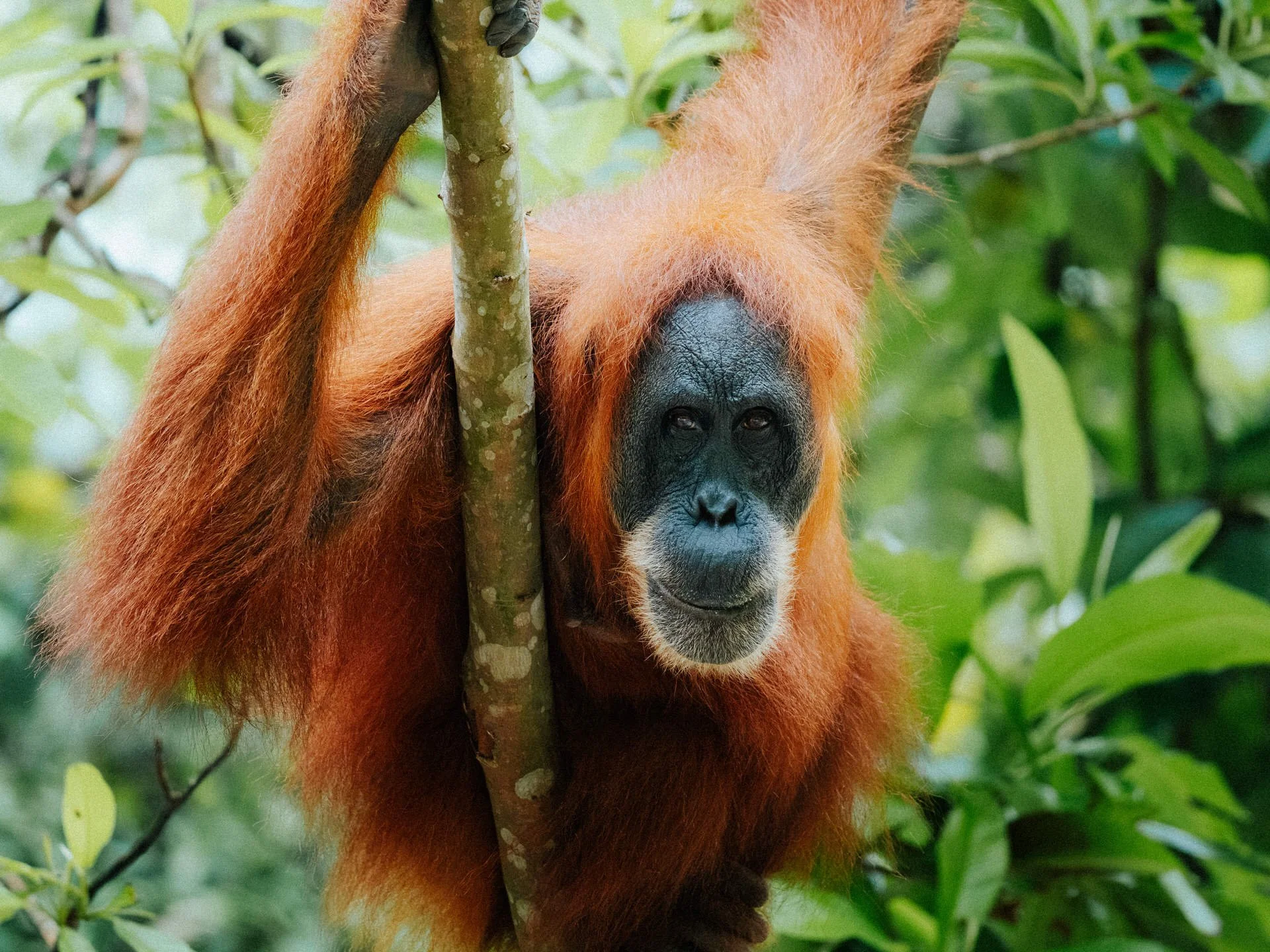 An orangutan hanging upside down and holding onto a tree in a lush green forest.