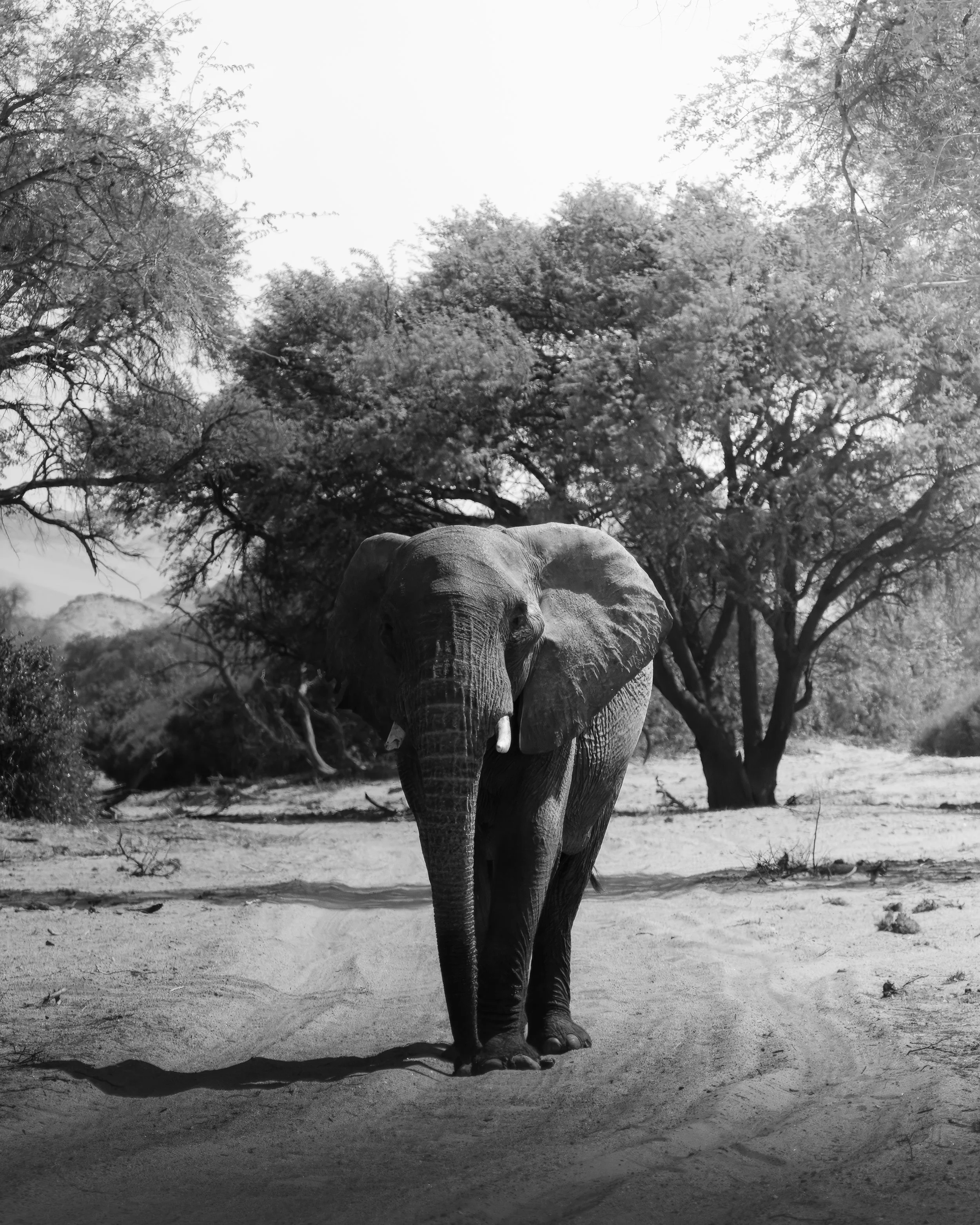 Black and white photo of an elephant walking toward the camera on a dirt path, with trees and sparse foliage in the background.