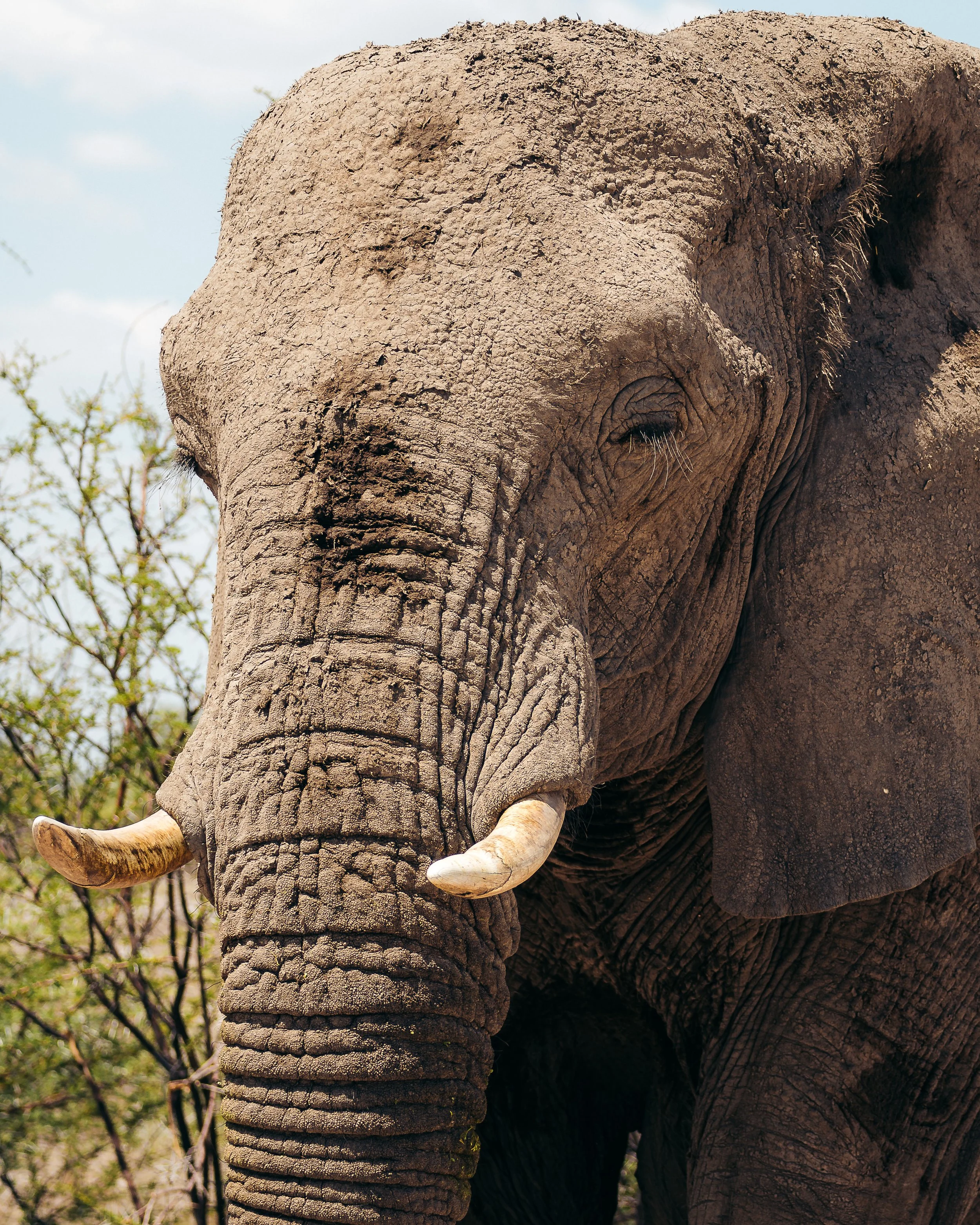 Close-up of an adult elephant's face, showing large ears, trunk, tusks, and textured skin, with some greenery in the background.