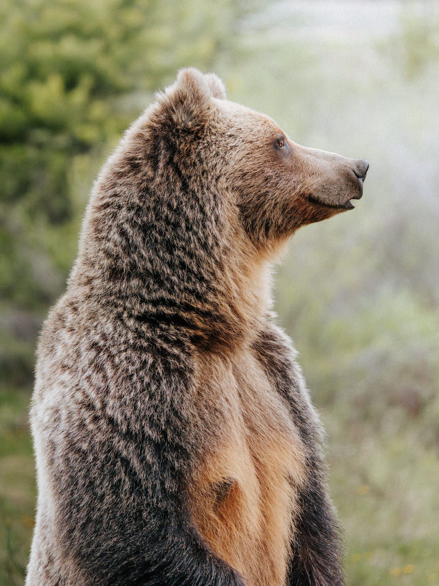 A side profile of a brown bear sitting outdoors with blurred green foliage in the background.