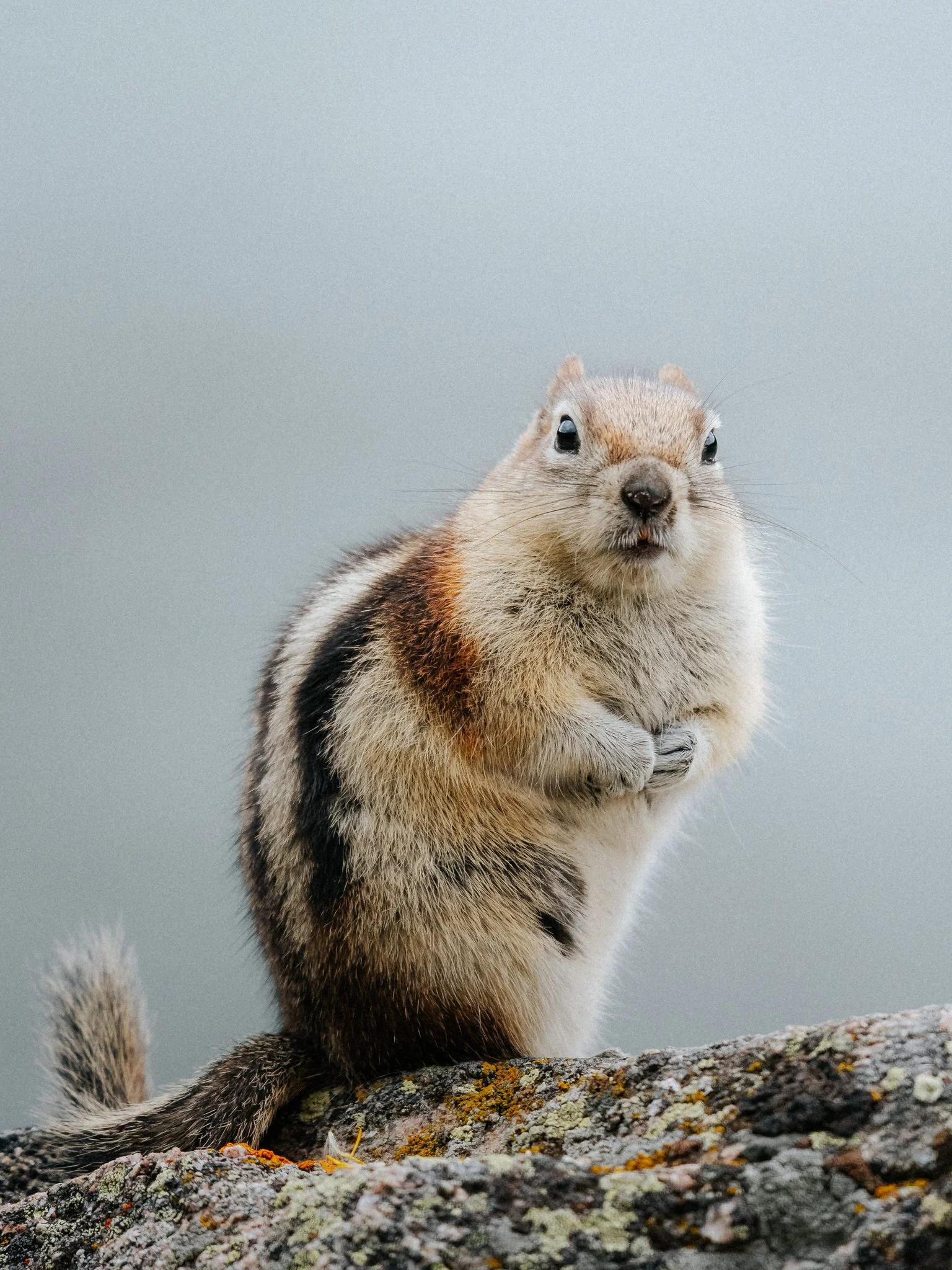 A marmot standing on a rock with a gray background.