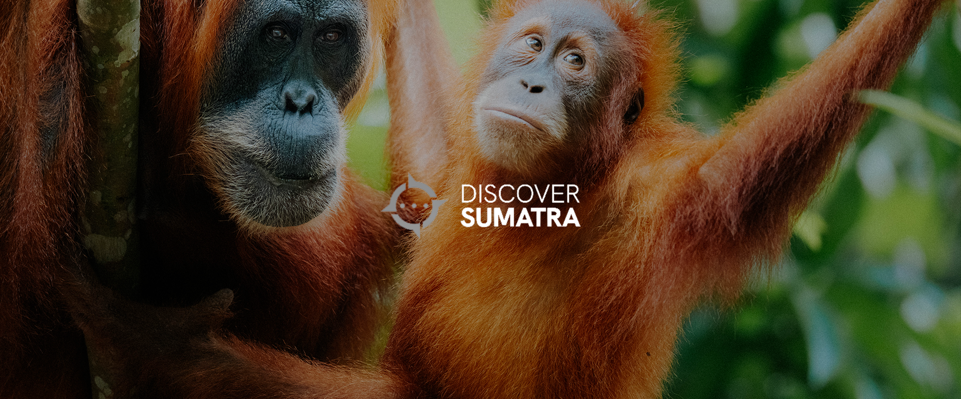 Close-up of two orangutan monkeys in a green forest, with text that reads "Discover Sumatra" and a logo.