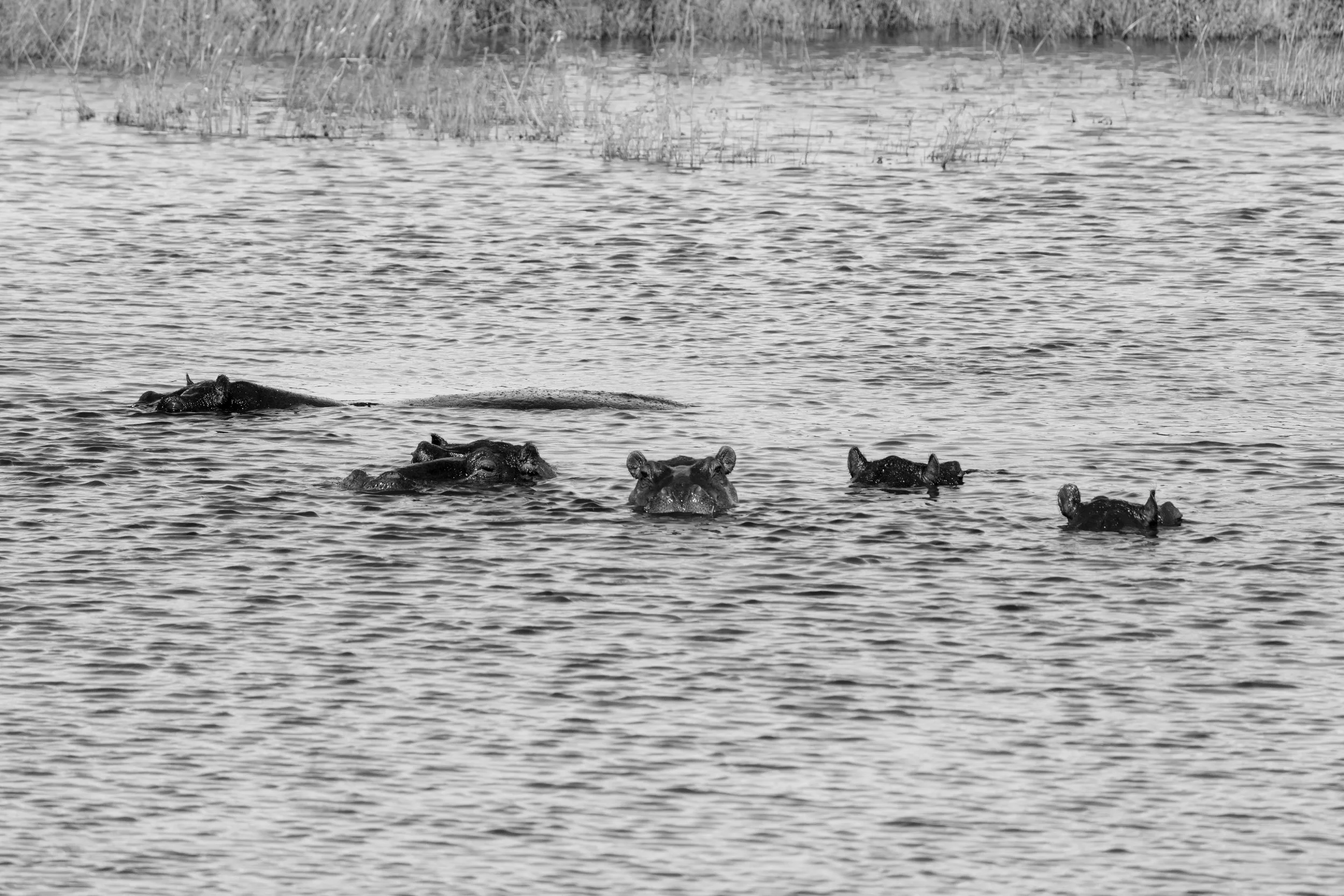 Group of hippopotamuses partially submerged in water at a wetland area.