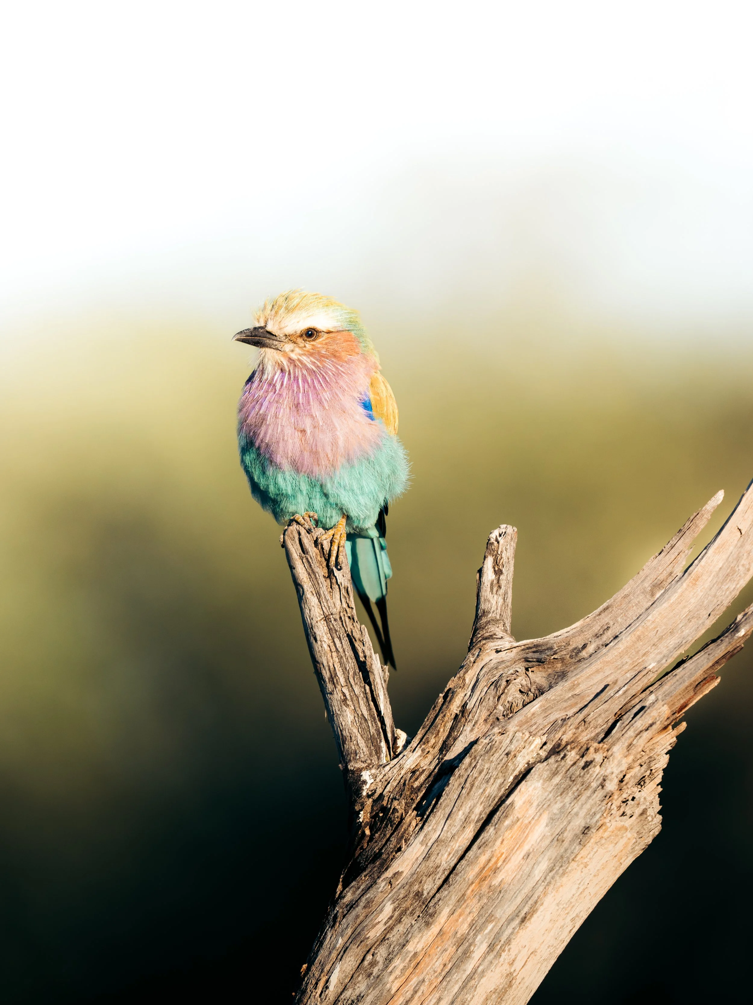 A colorful bird perched on a weathered tree branch with a blurred green background.
